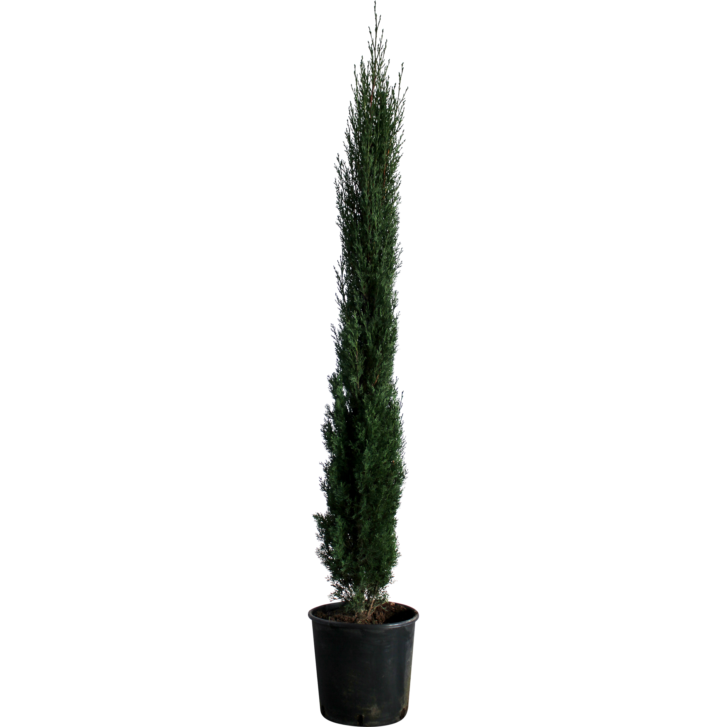 Cyprysik Totem 220-240 cm