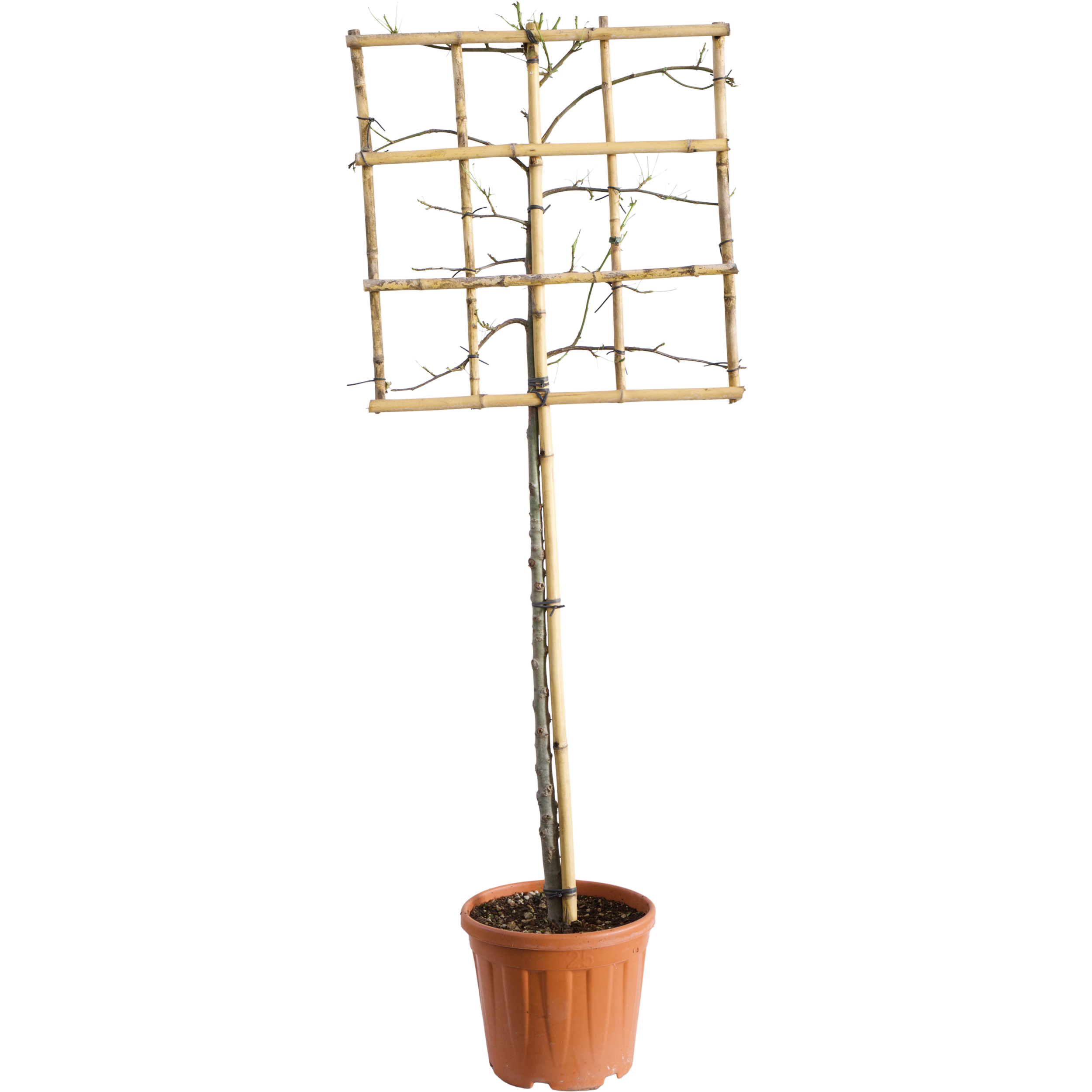 Ambrowiec Balsamiczny na kratce 170-190 cm