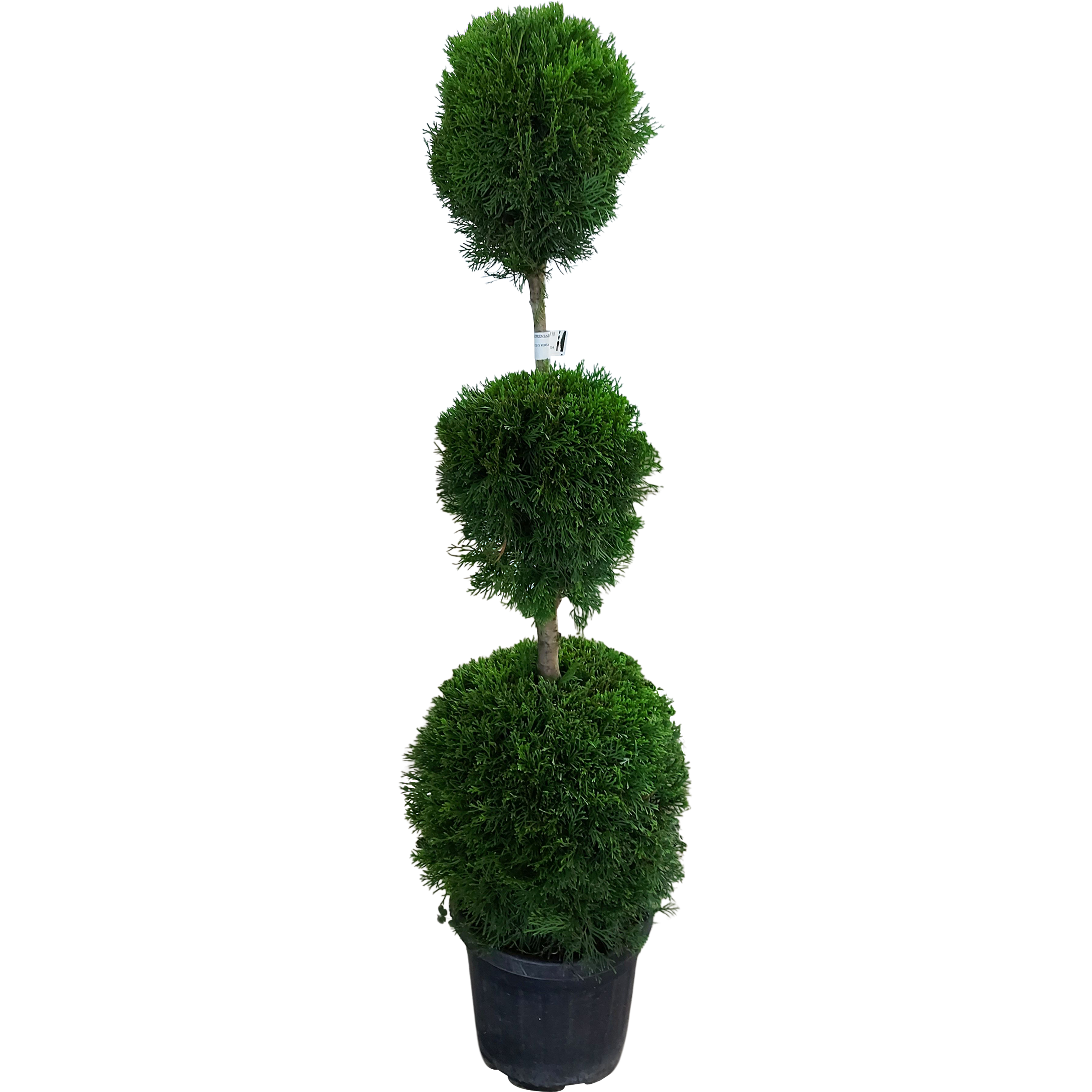 Żywotnik Zachodni Szmaragd 3 kule 130-140 cm