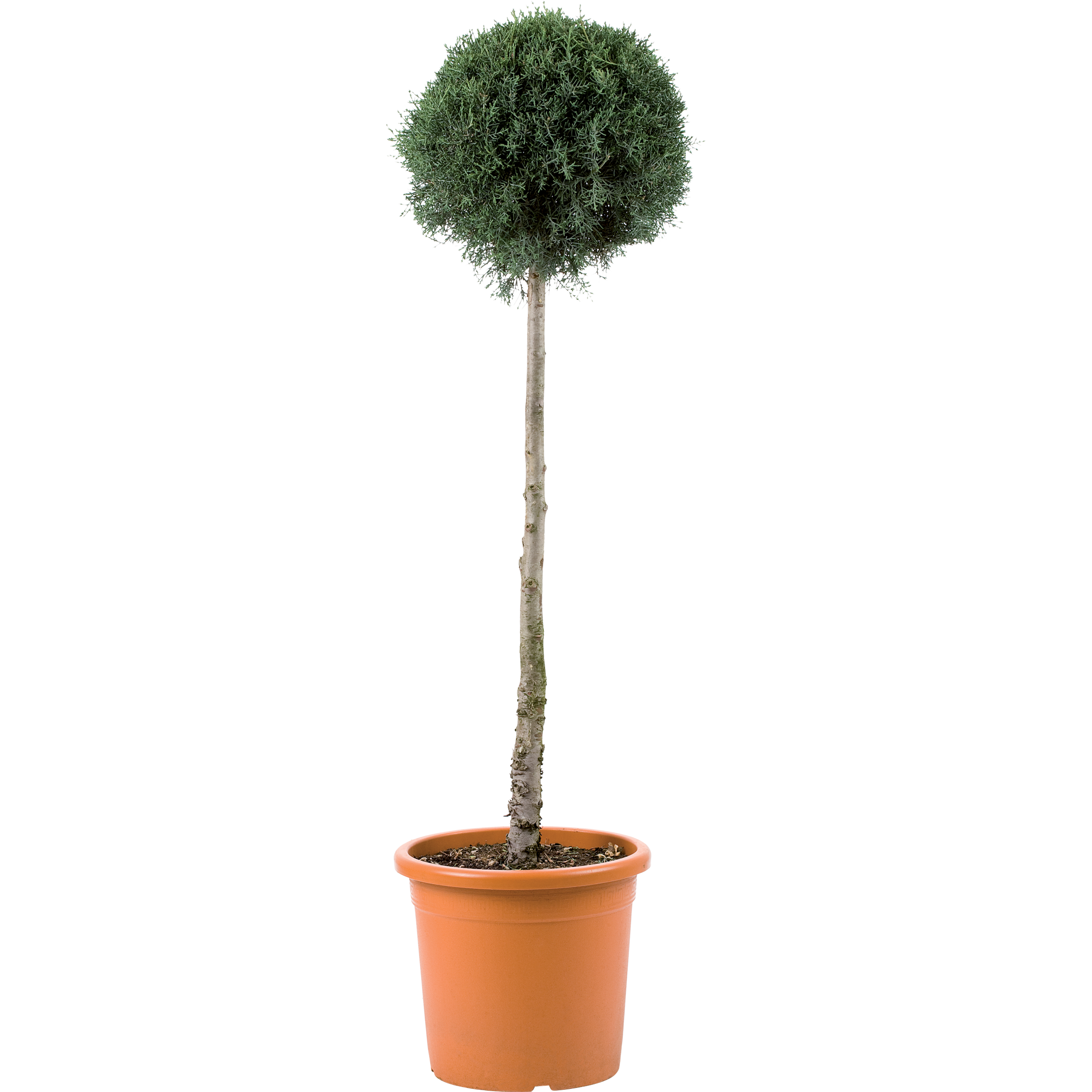Cyprys Arizoński Fastigiata Glauca kula 130-140 cm