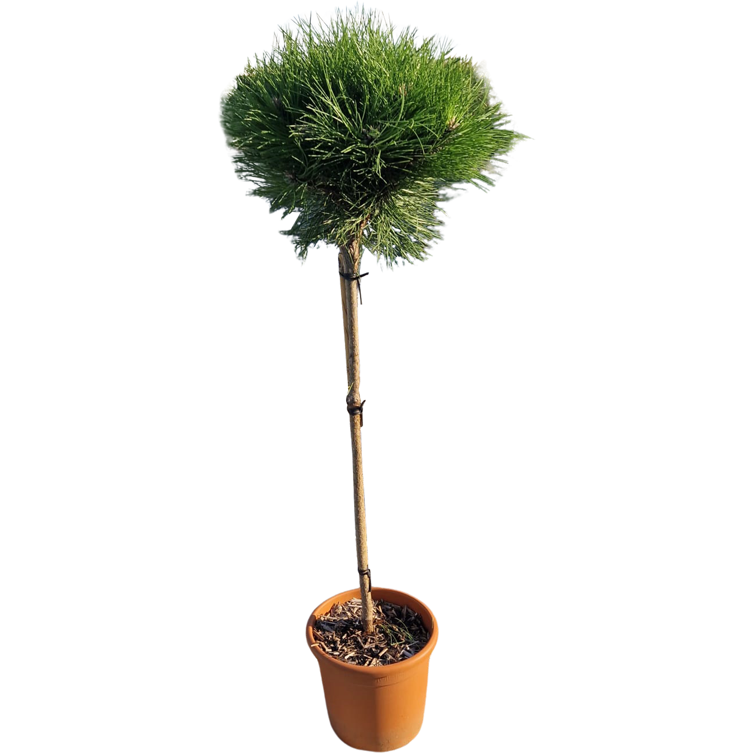 Sosna Marie Bregeon Kula 130-140 cm