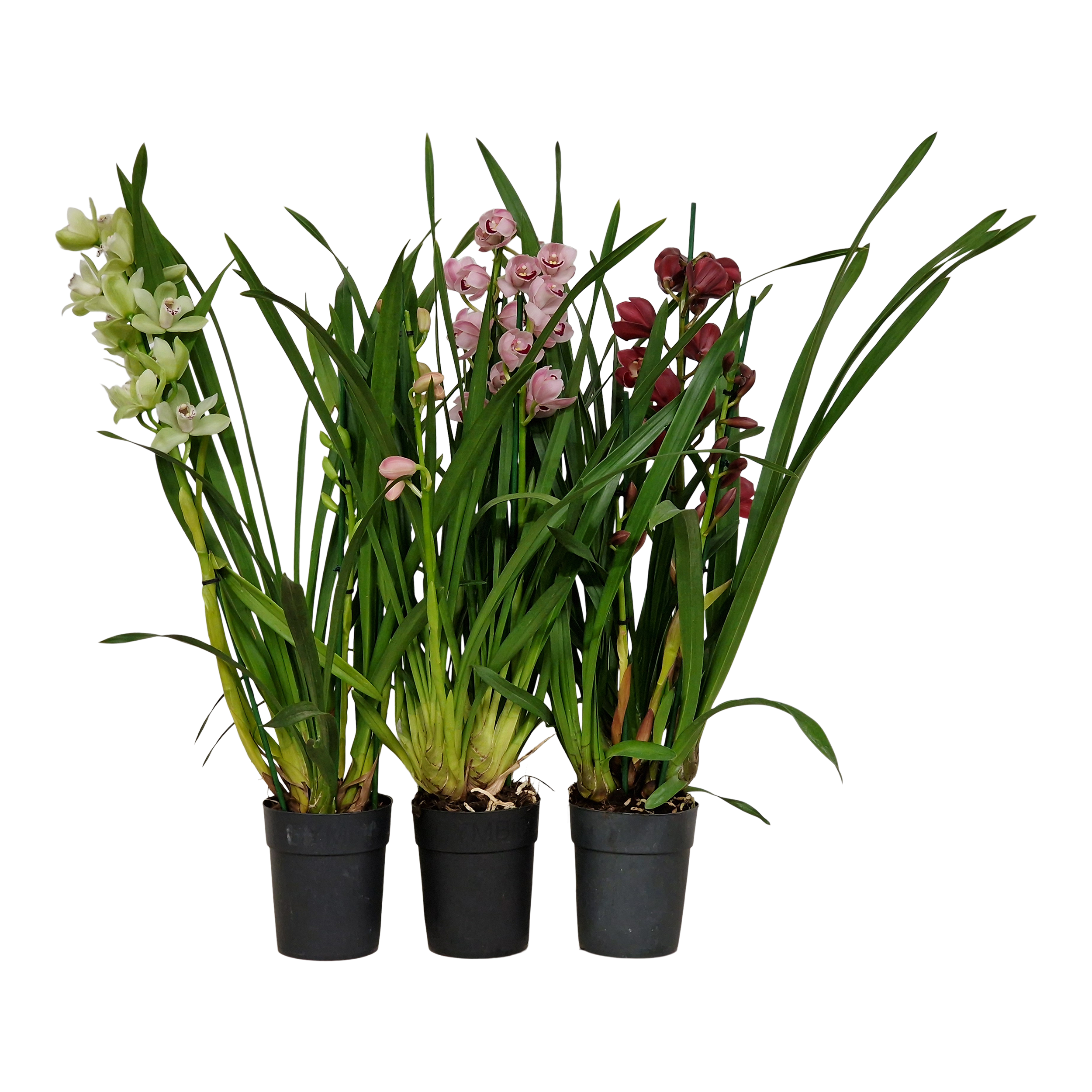 Storczyk Cymbidium mix 4 pędy 75 cm