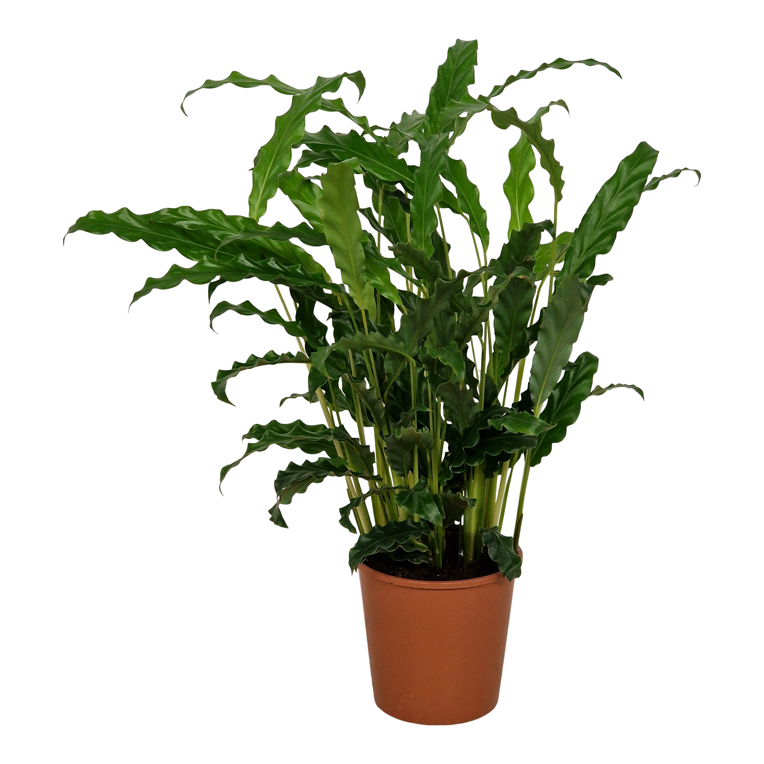 Kalatea Bluegrass 40 cm