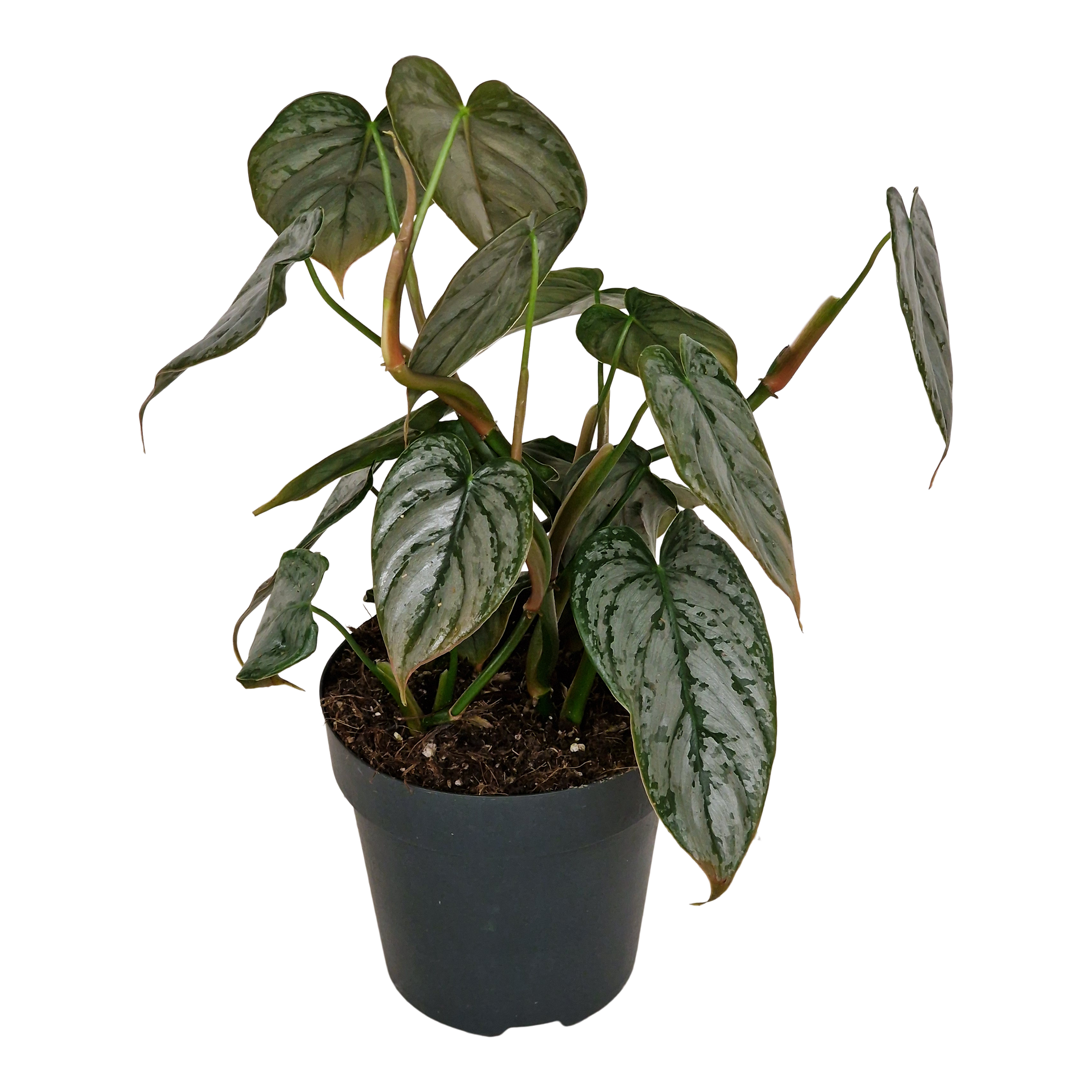 Filodendron Brandtianum 25 cm