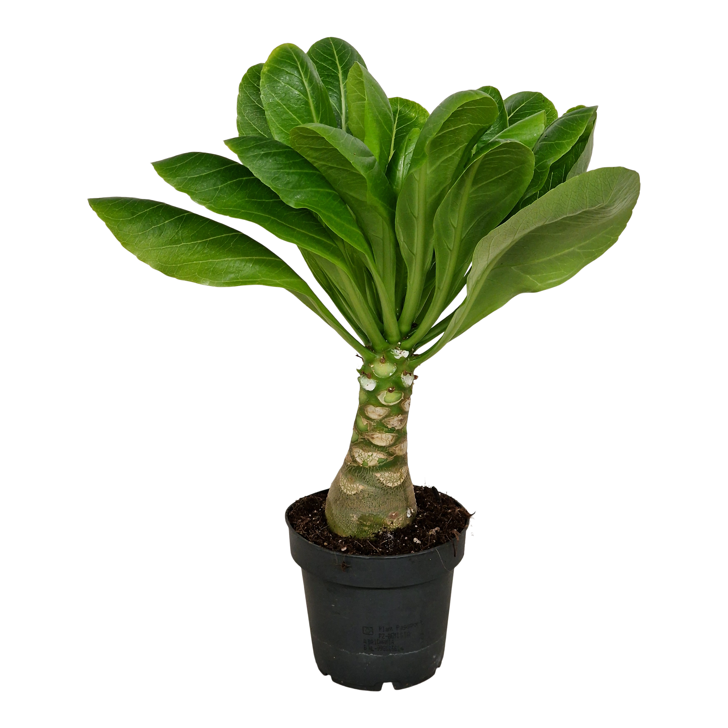 Brigamia Insignis Palm 25 cm