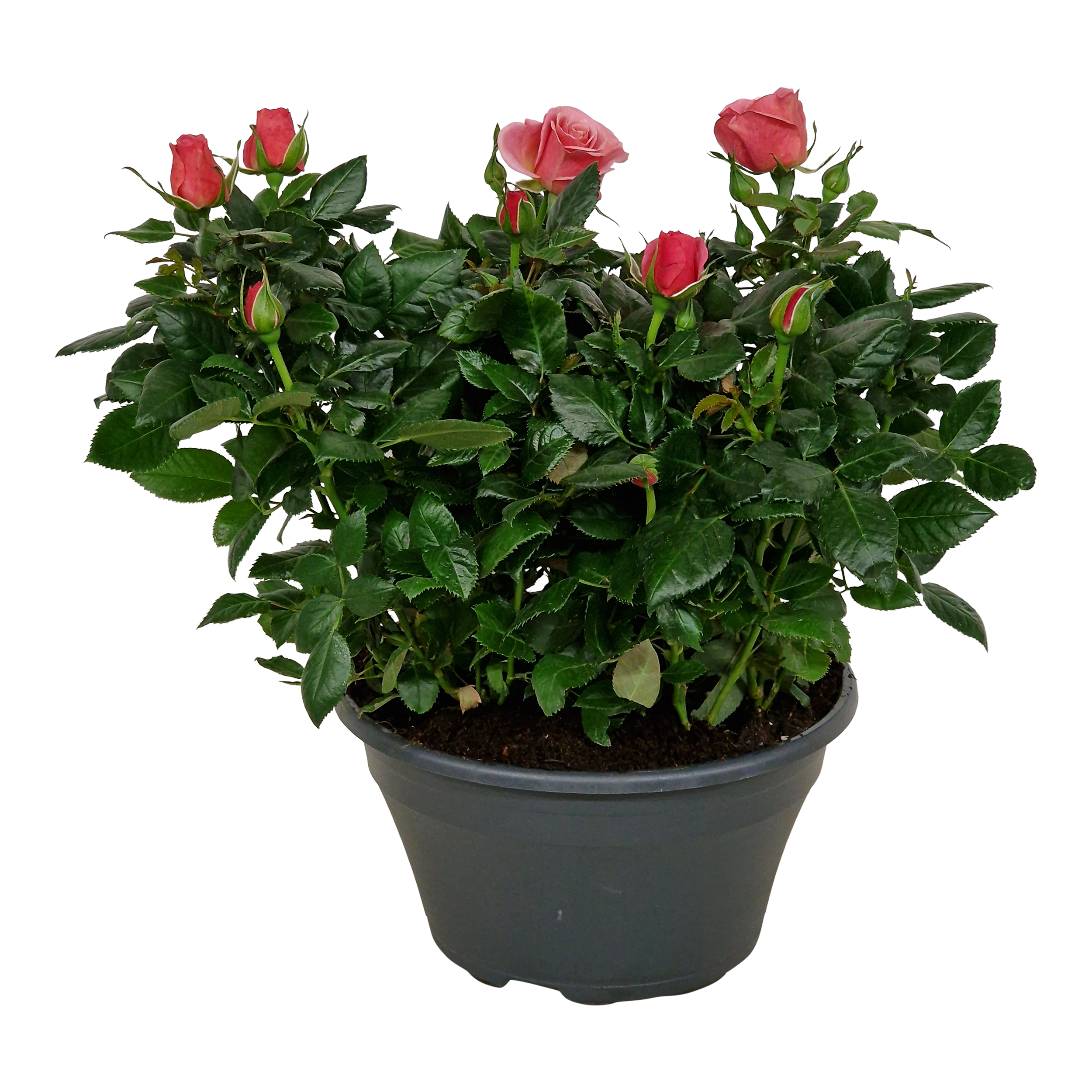 Róża Patio różowa 38 cm