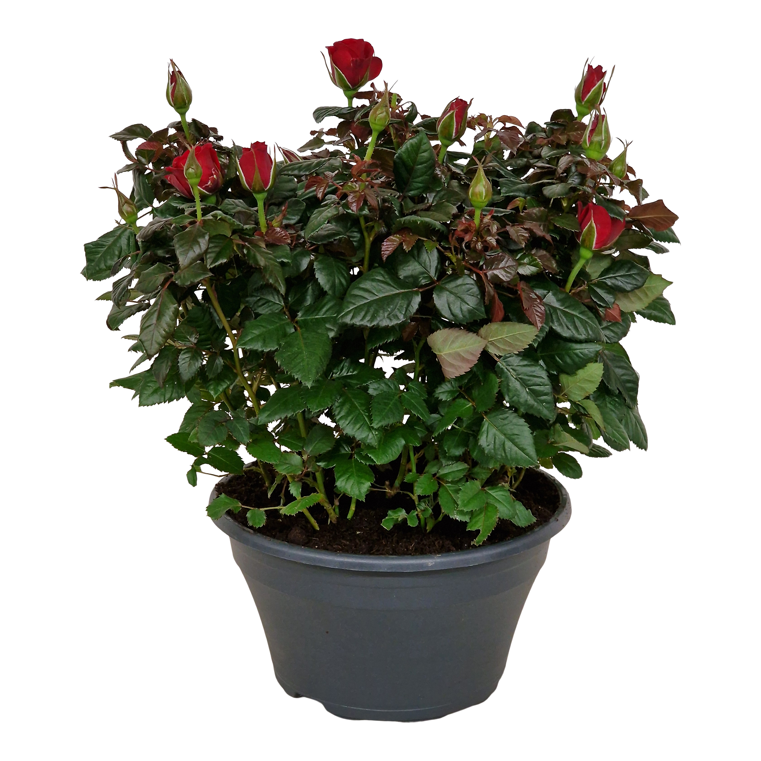 Róża Patio czerwona 38 cm