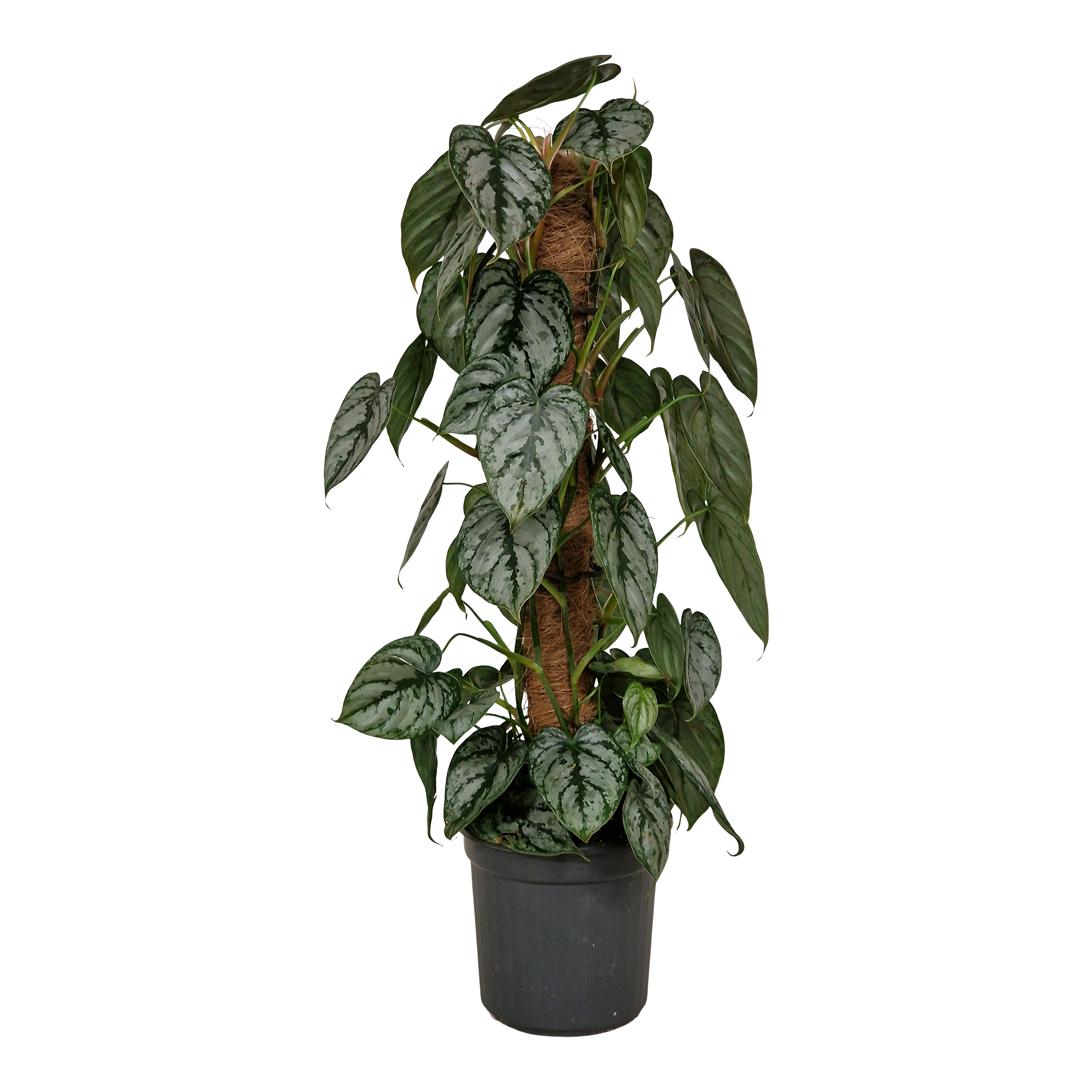 Filodendron Mosstok 75 cm