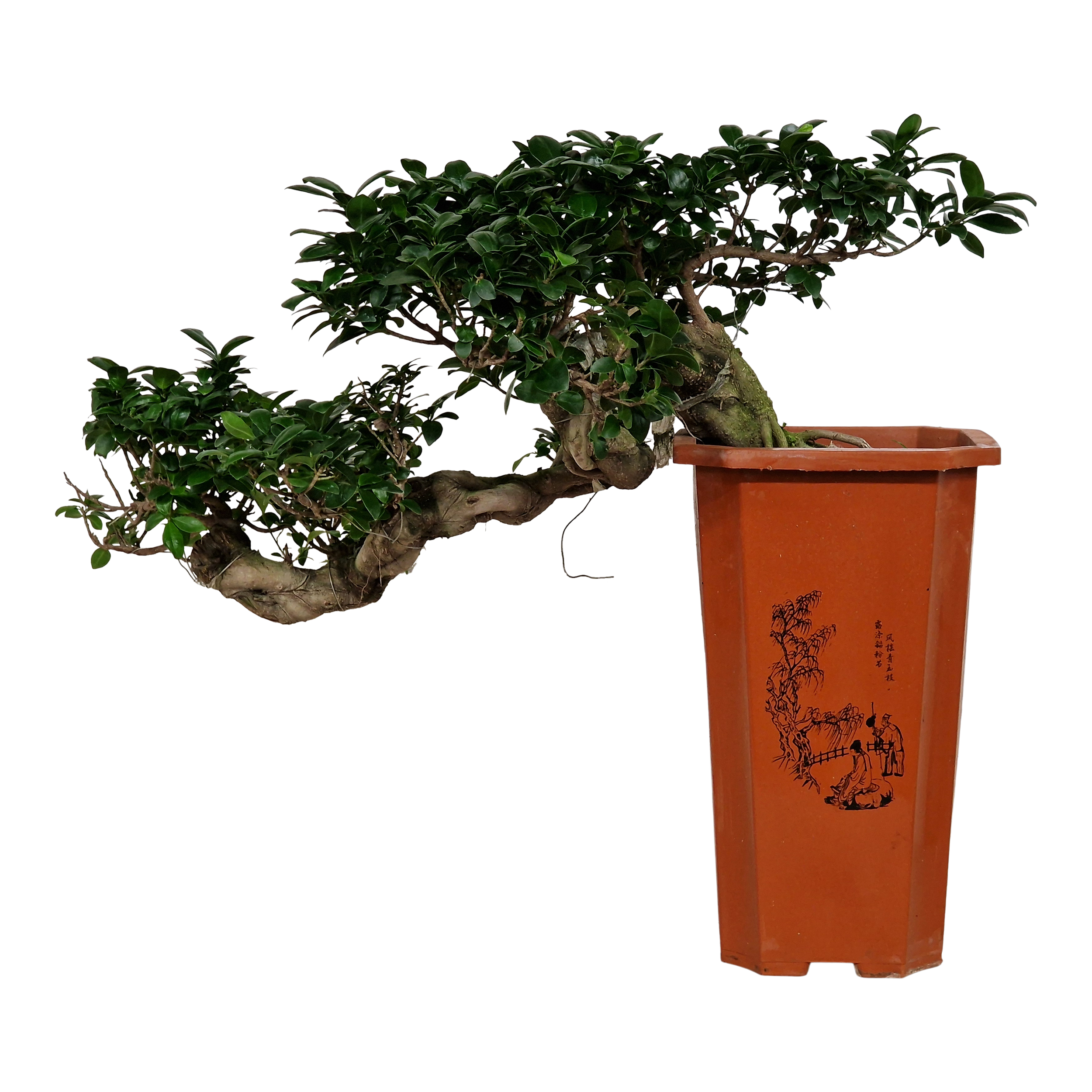 Bonsai Fikus Ginseng Cascade 70 cm