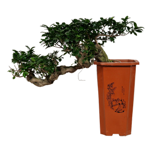 Bonsai ficus | Leroy Merlin