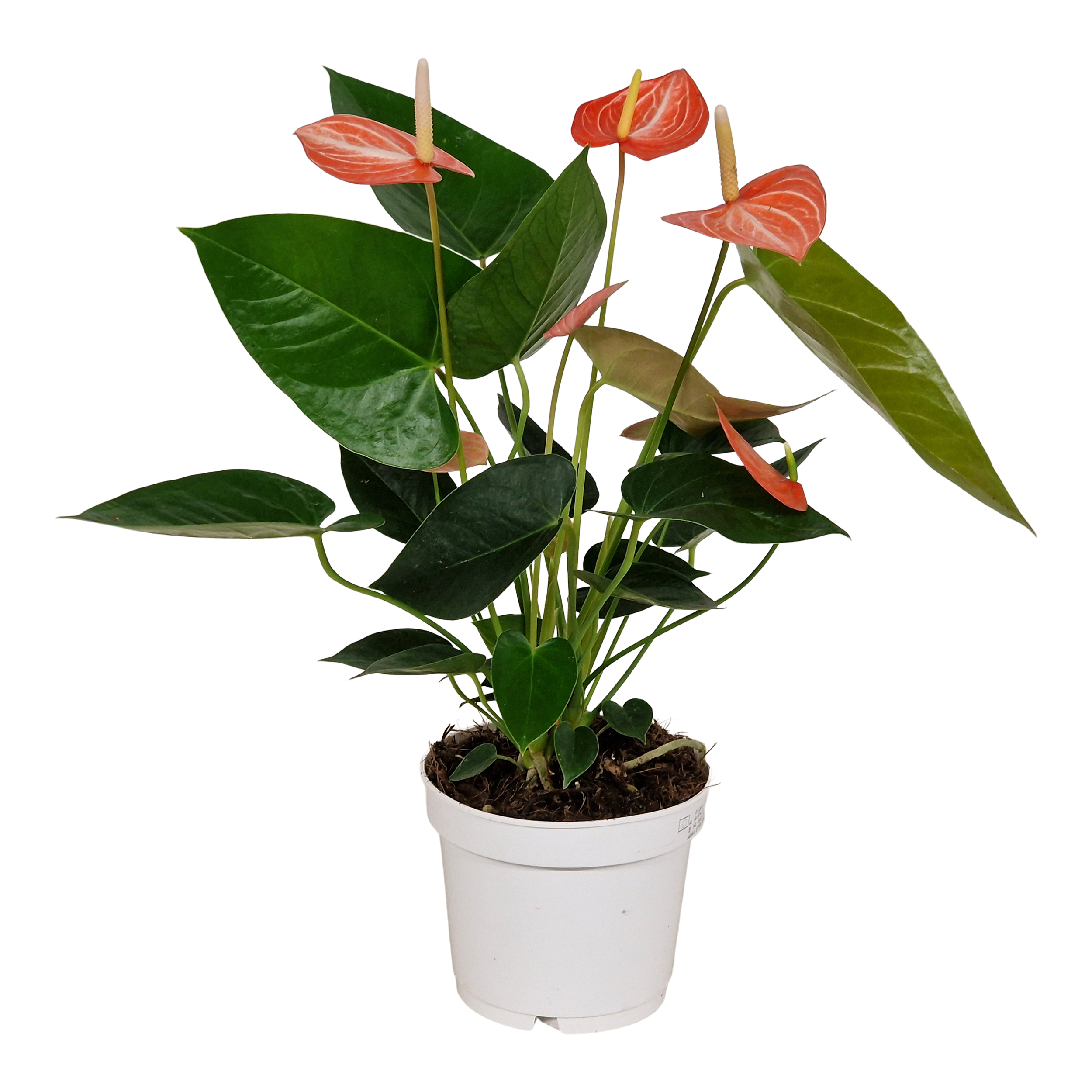 Anturium Livium Orange 40 cm