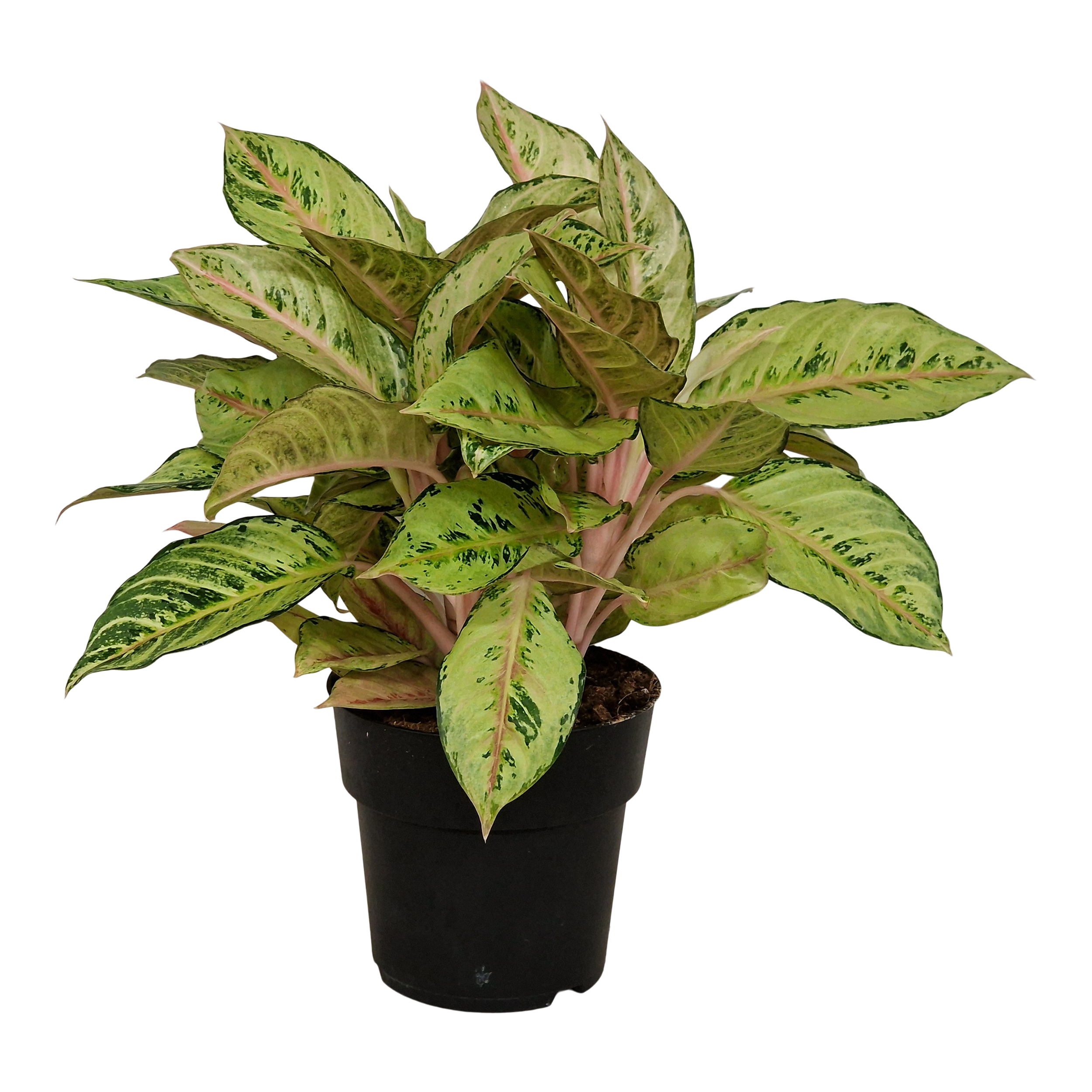 Aglonema Chartreuse Pretty 45 cm