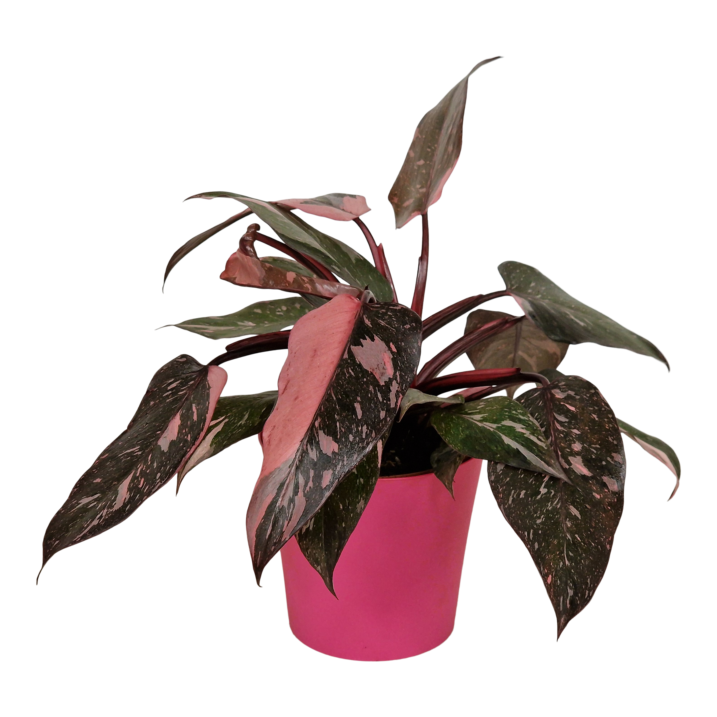 Filodendron Pink Princess 30 cm