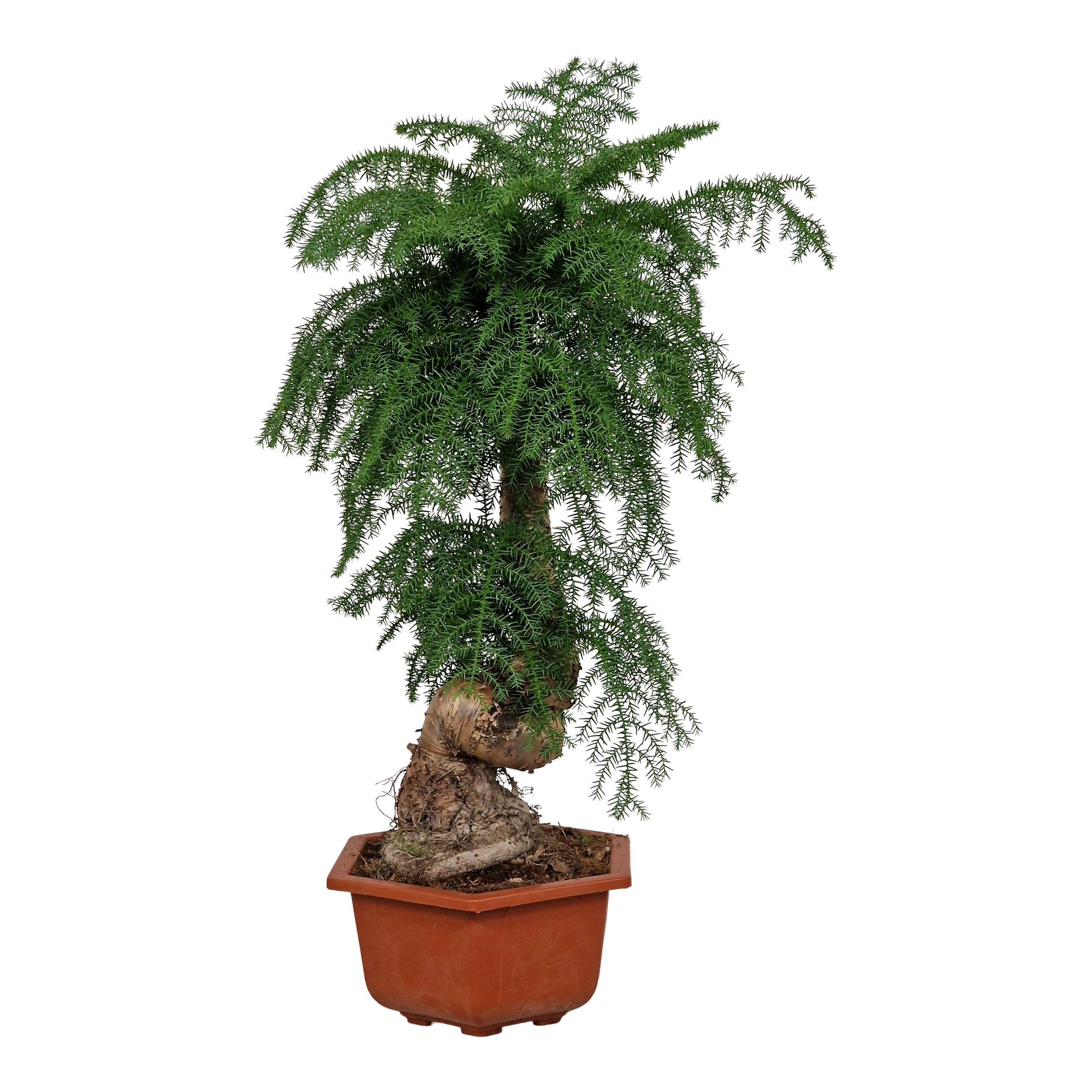 Bonsai Araukaria Cunningham 75 cm