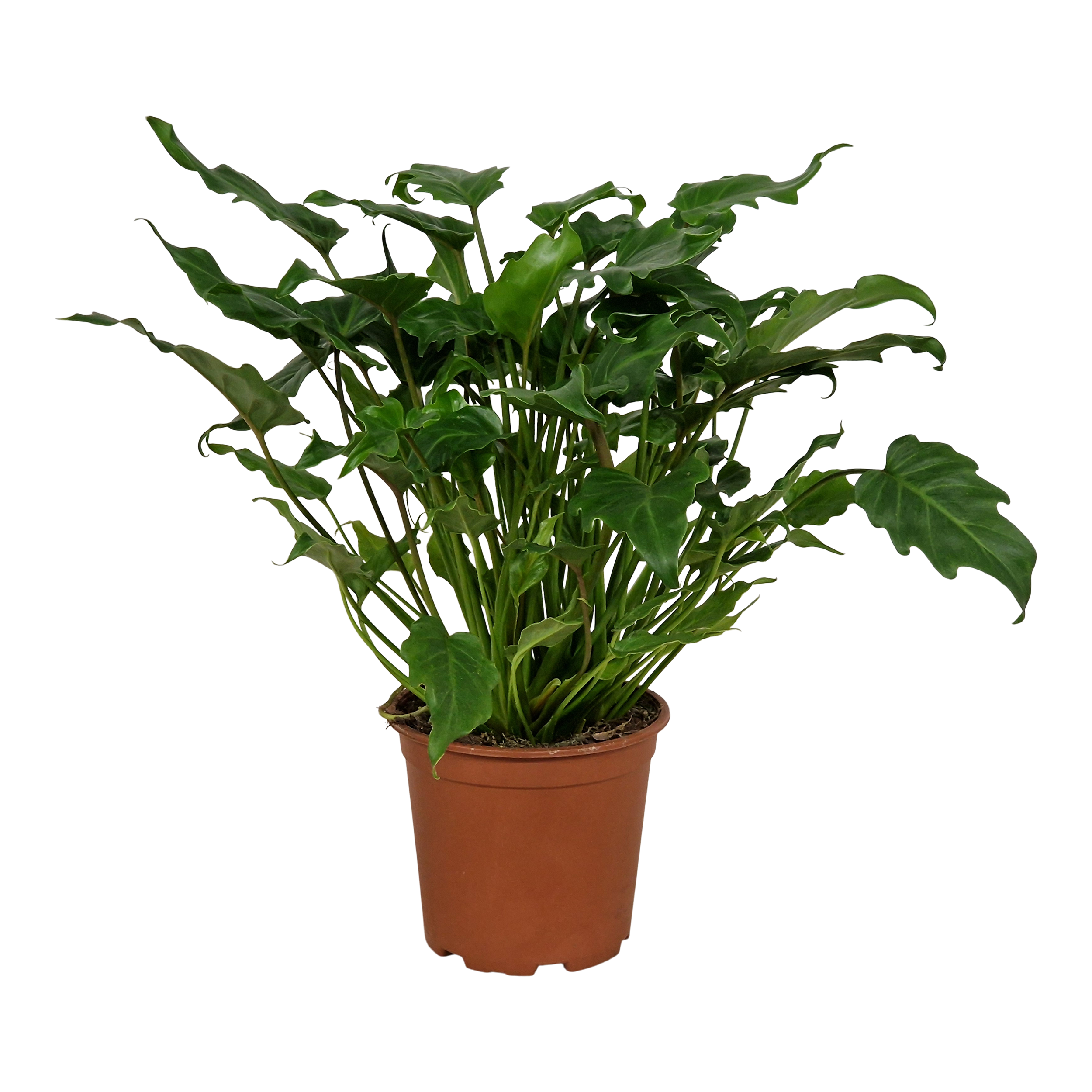 Filodendron Xanadu 60 cm
