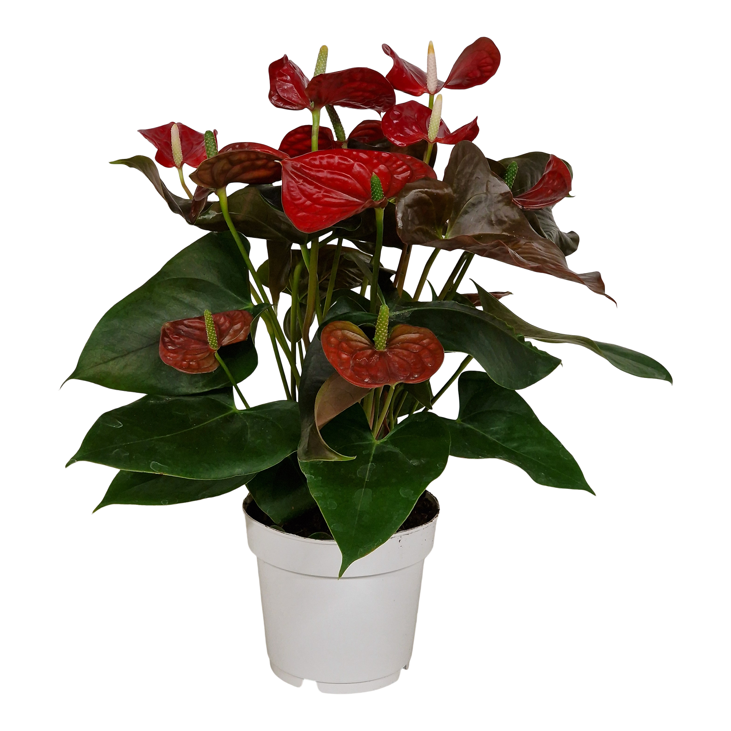 Anturium Red Coral Champ 50 cm