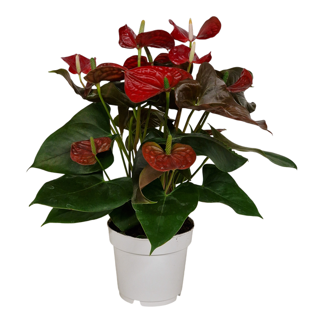 Anturium Red Coral Champ 50 cm