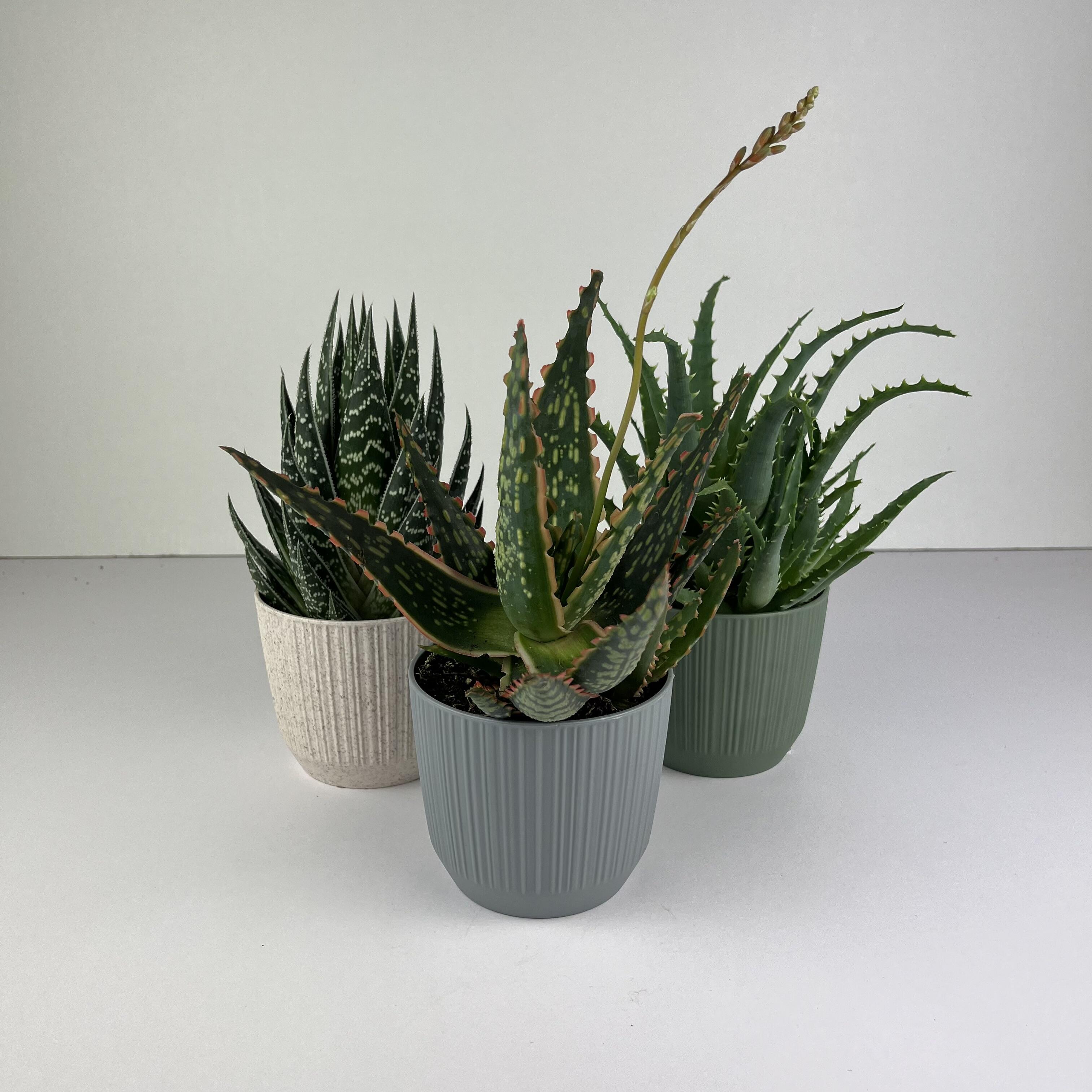 Aloe Cactus Raro 10 Semi Di Aloe Suprafoliata - Cactus Esotico