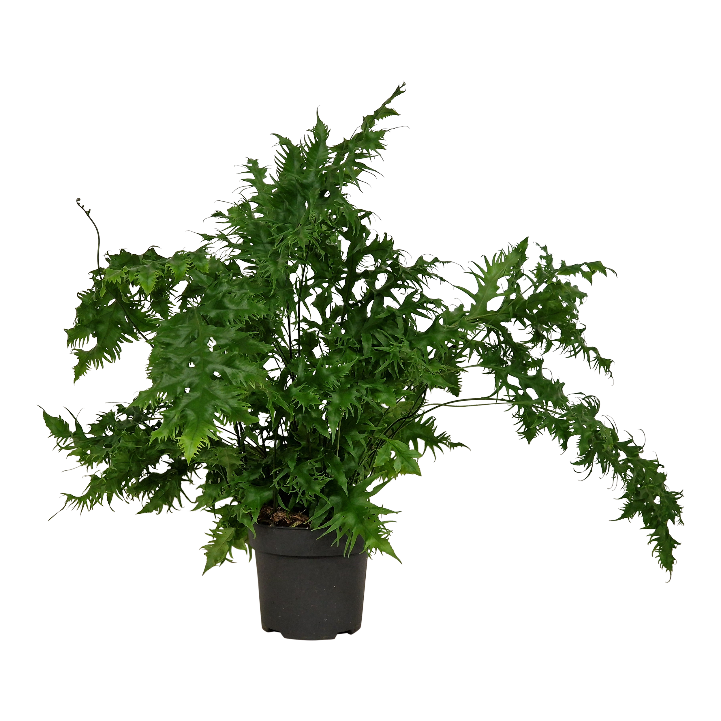 Paproć Hawaiian Sunshine 50 cm
