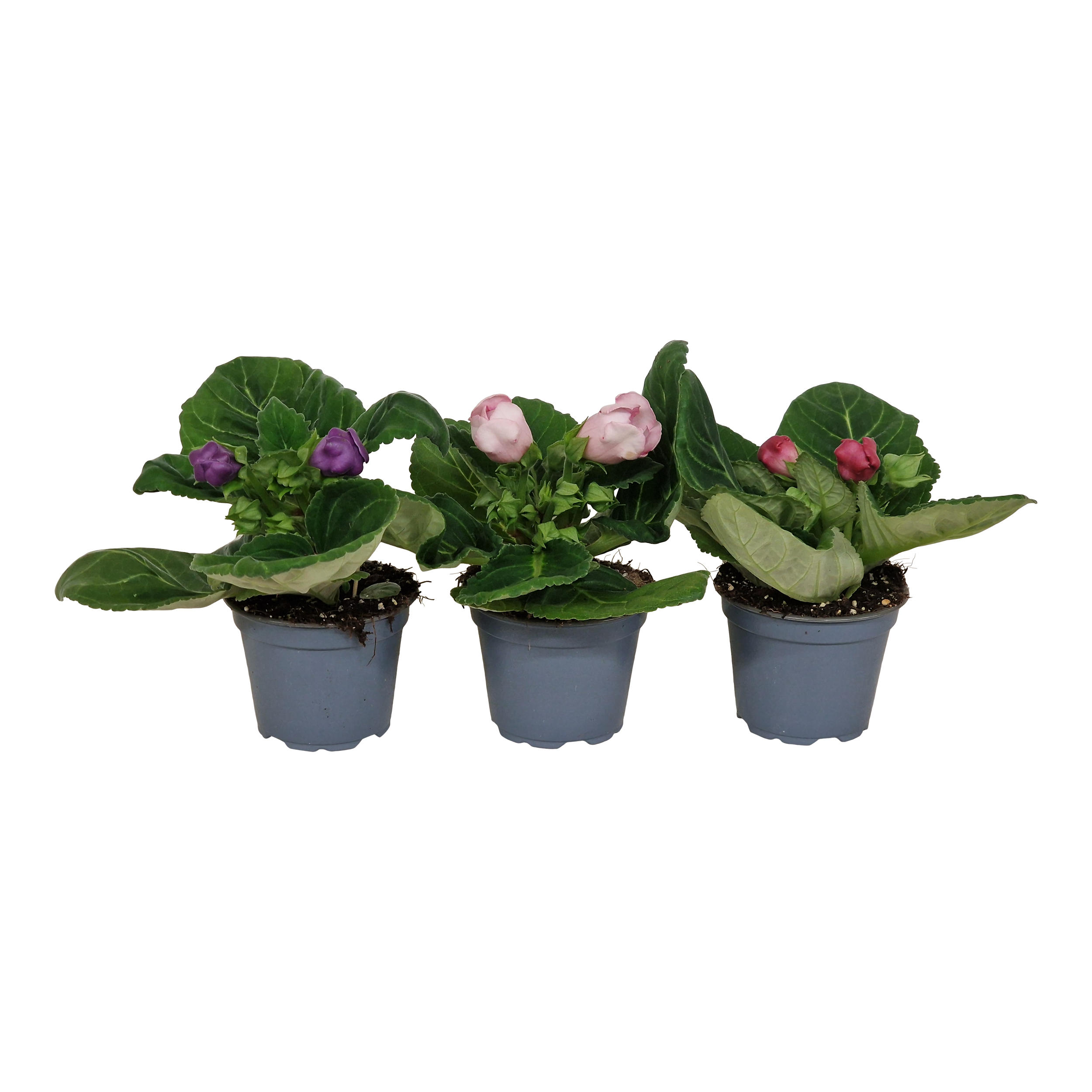 Gloksynia mix 20 cm