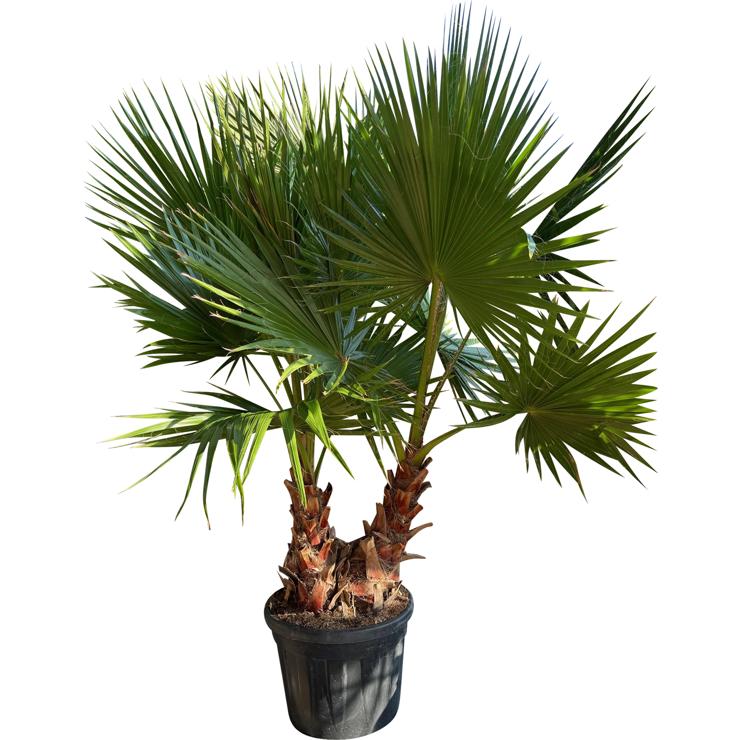 Waszyngtonia Duo 180-220 cm