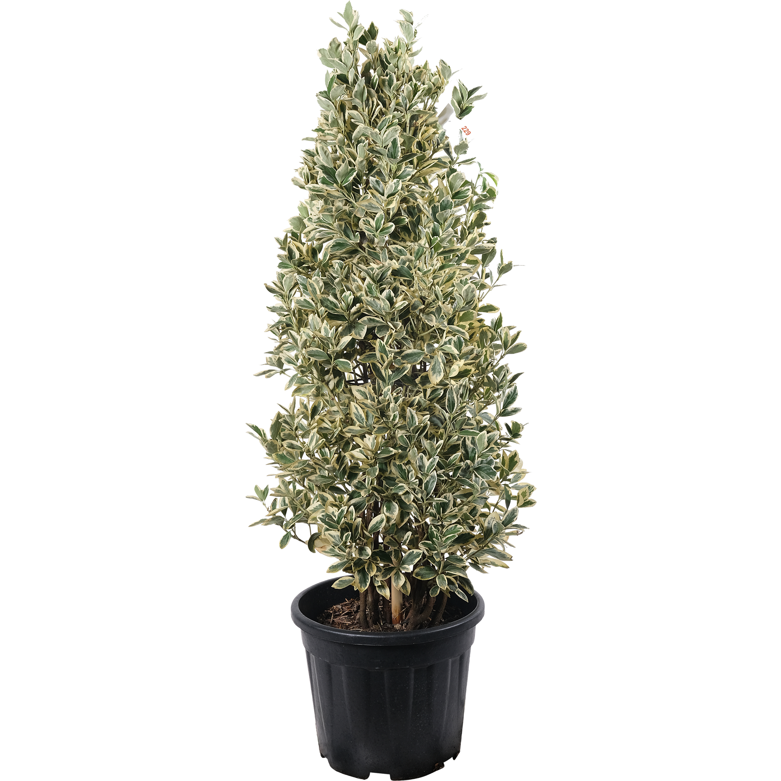 Trzmielina mix (Trzmielina japońska) 80-100 cm