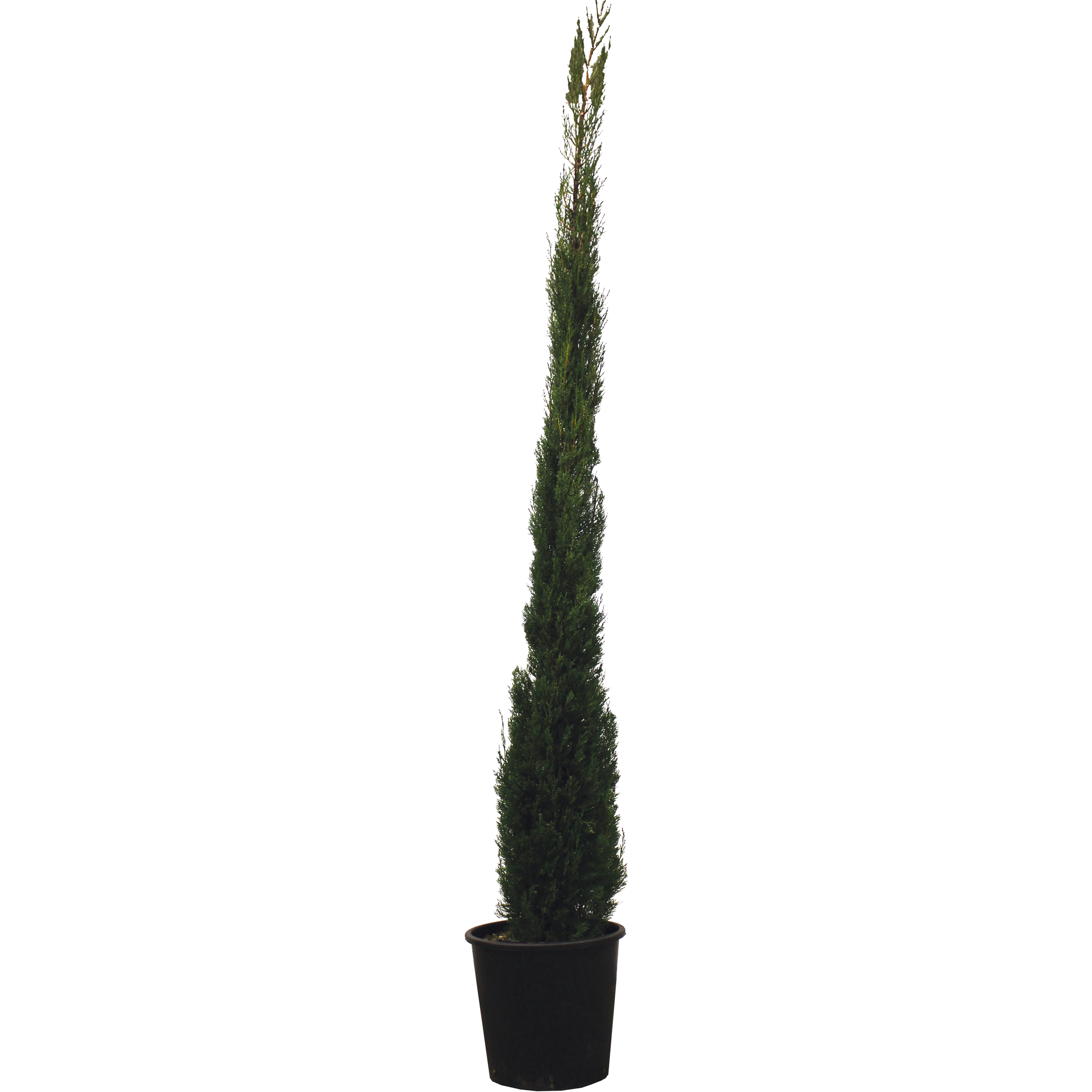 Cyprysik Stricta 220-240 cm