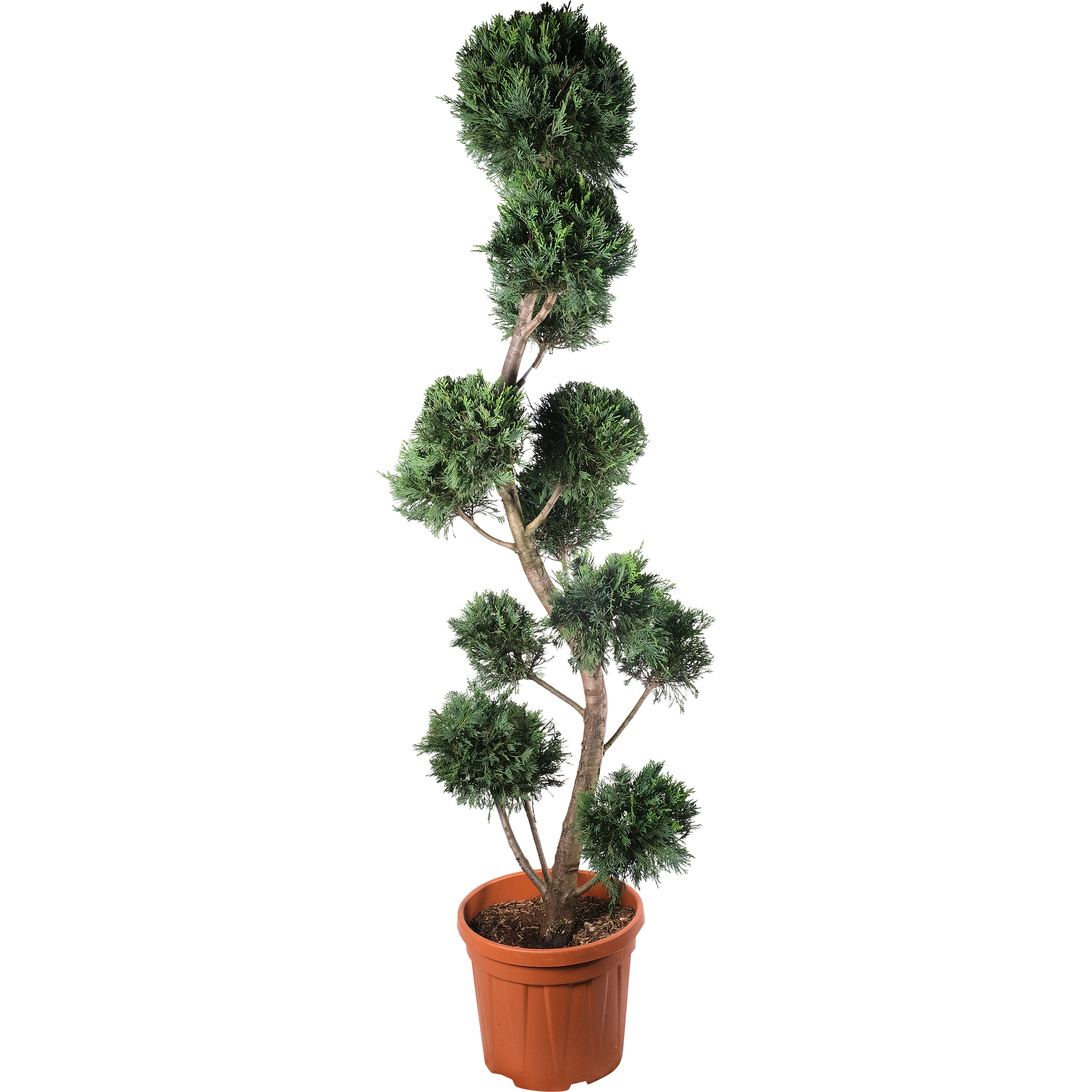 Cyprysowiec Leylanda Bonsai 170-190 cm