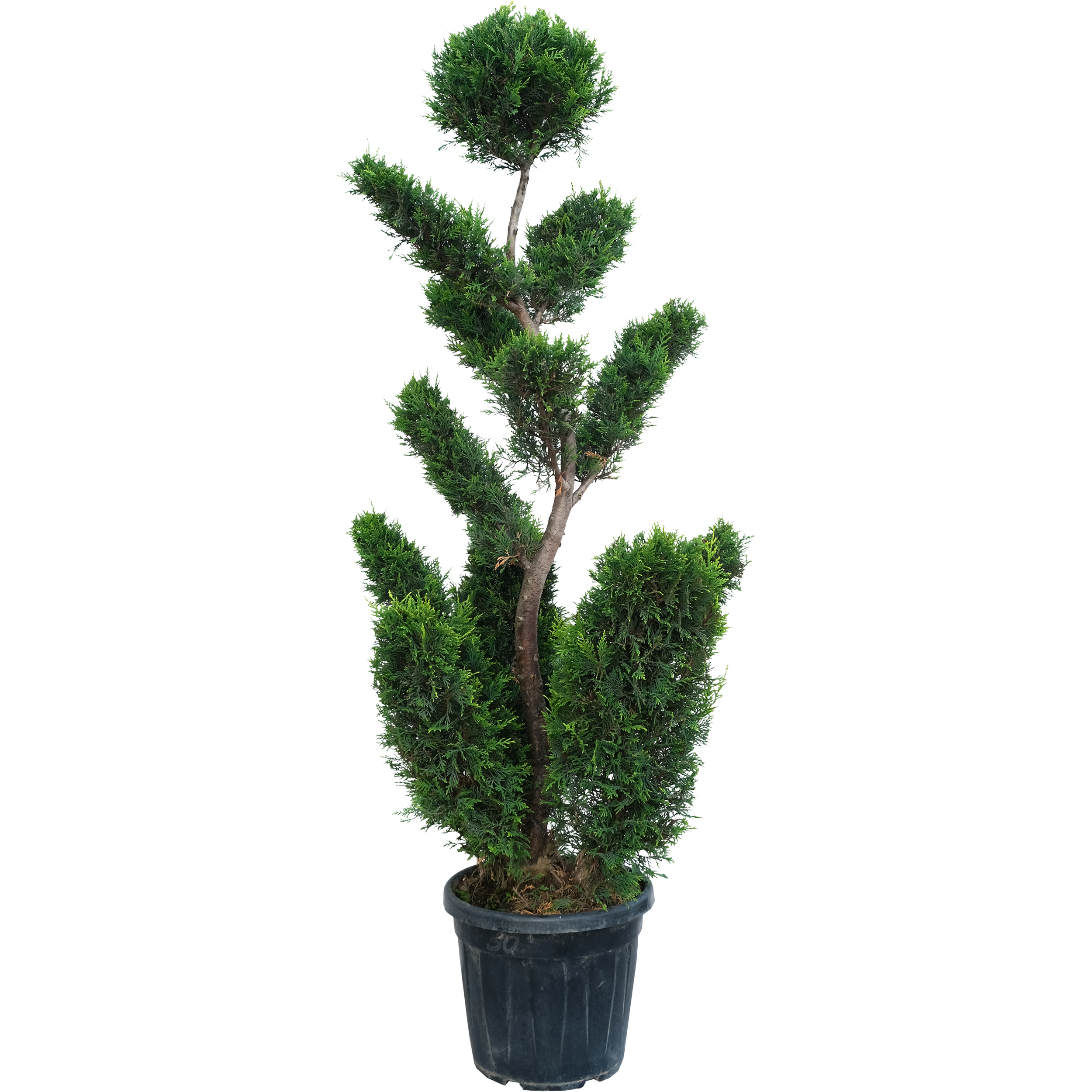 Cyprysowiec Leylanda Bonsai 170-190 cm