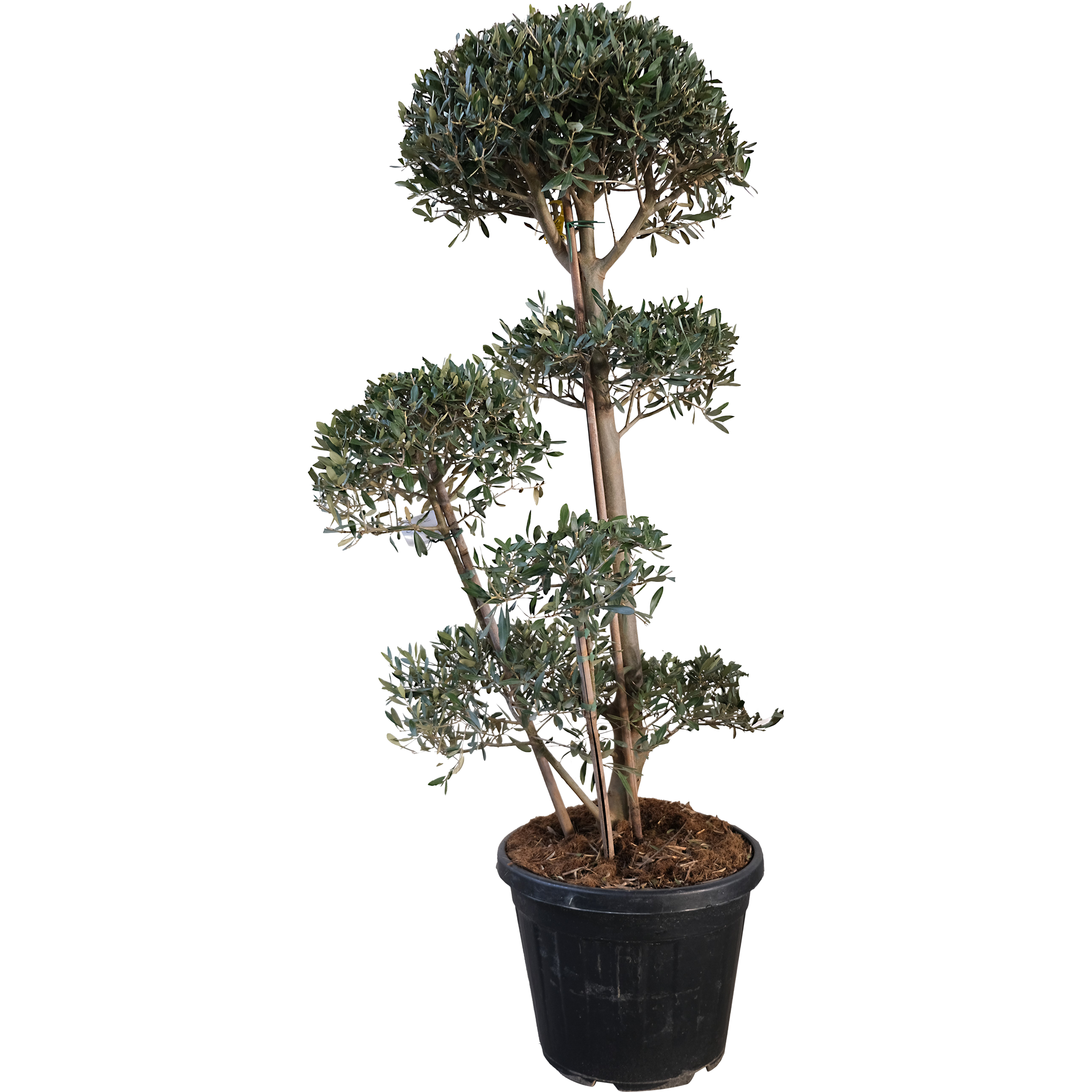 Oliwka europejska Frangive Bonsai 130-150 cm