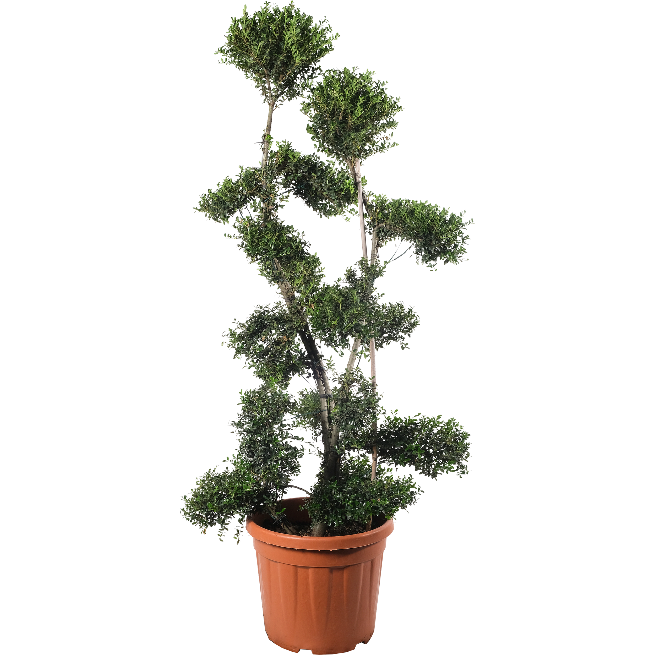 Ostrokrzew Bonsai 130-140 cm