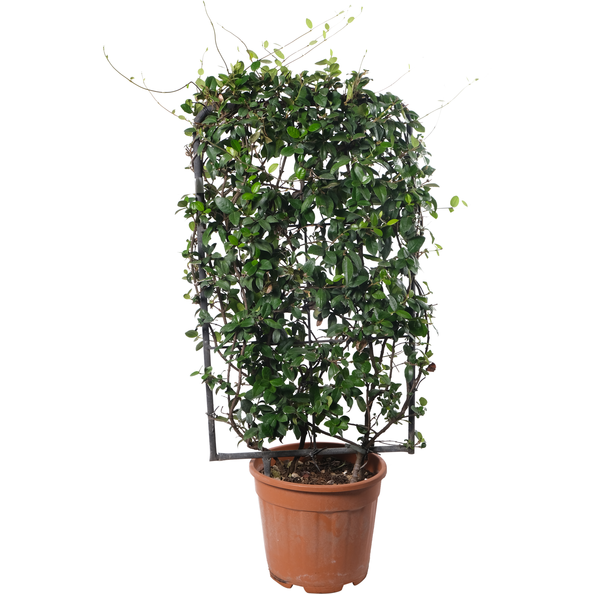 Jaśmin Gwiazdkowy na kratce 120 cm