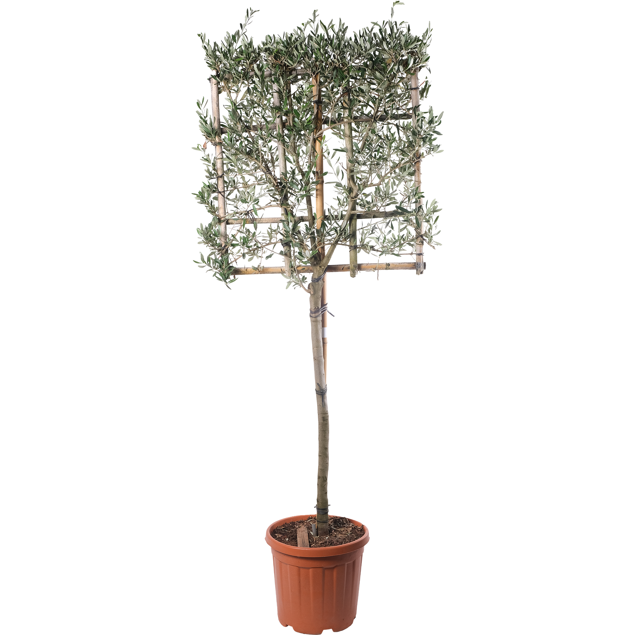 Oliwka Europejska na kratce 170-190 cm