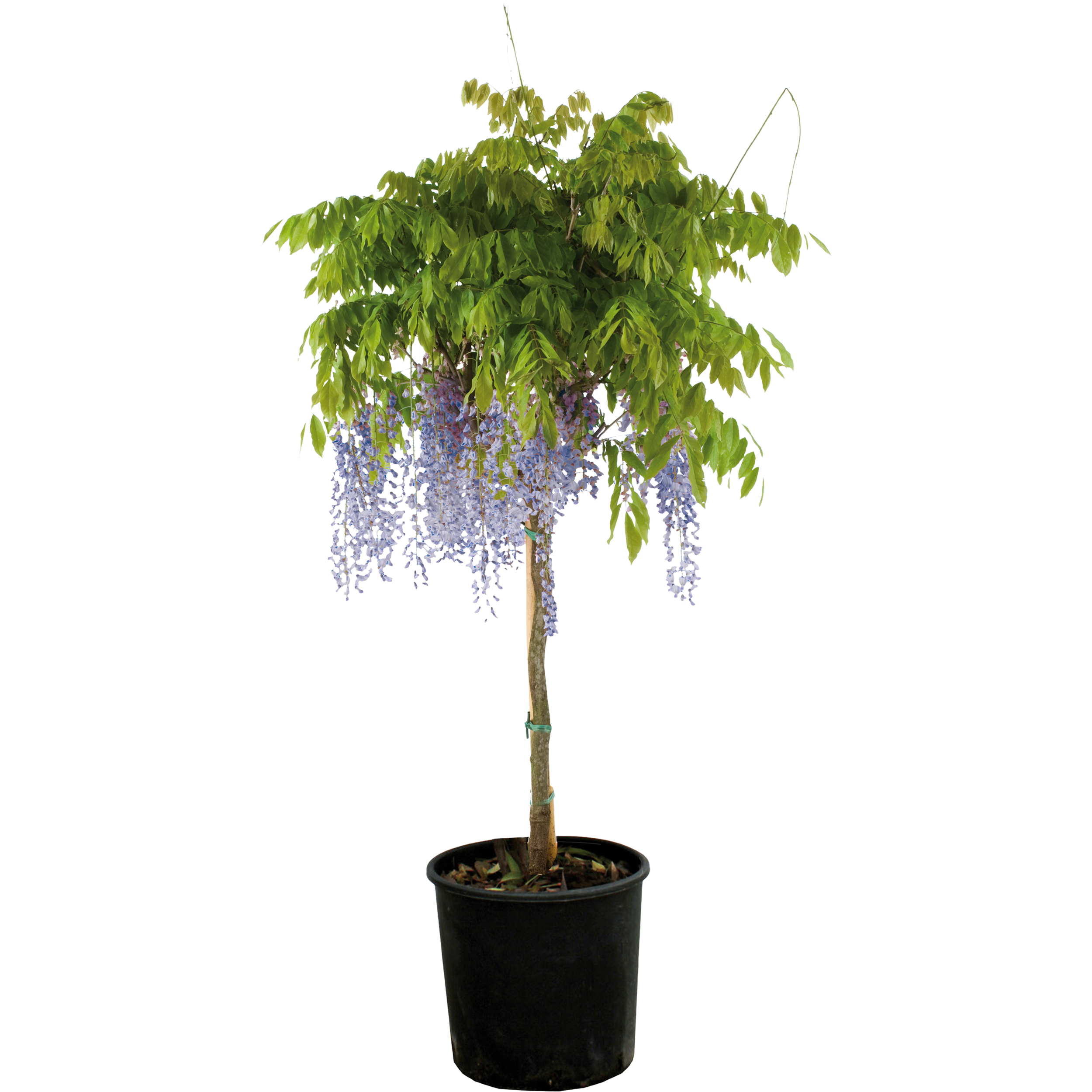 Glicyna chińska mix 100-120 cm