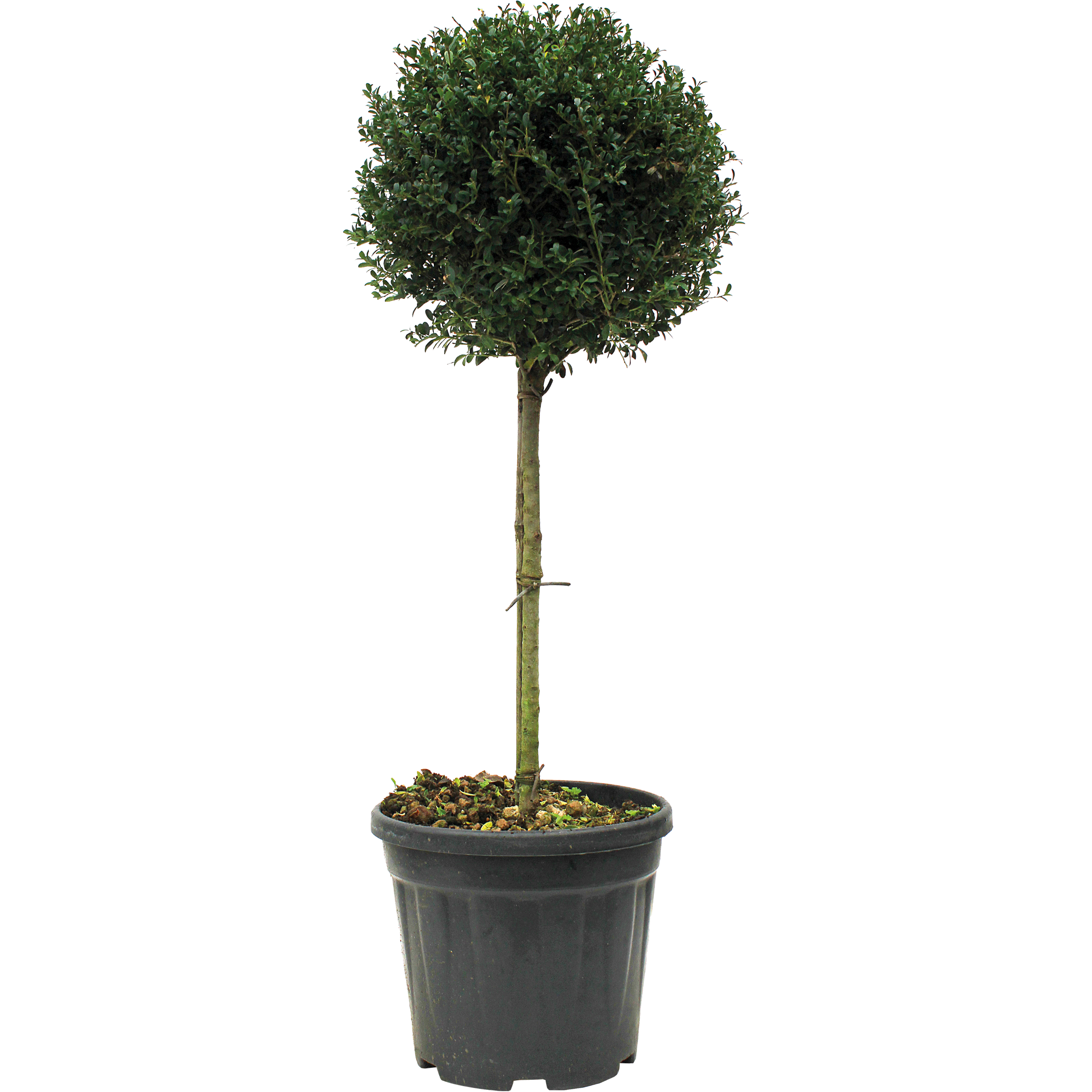 Ostrokrzew Crenata Kinmee 100-120 cm