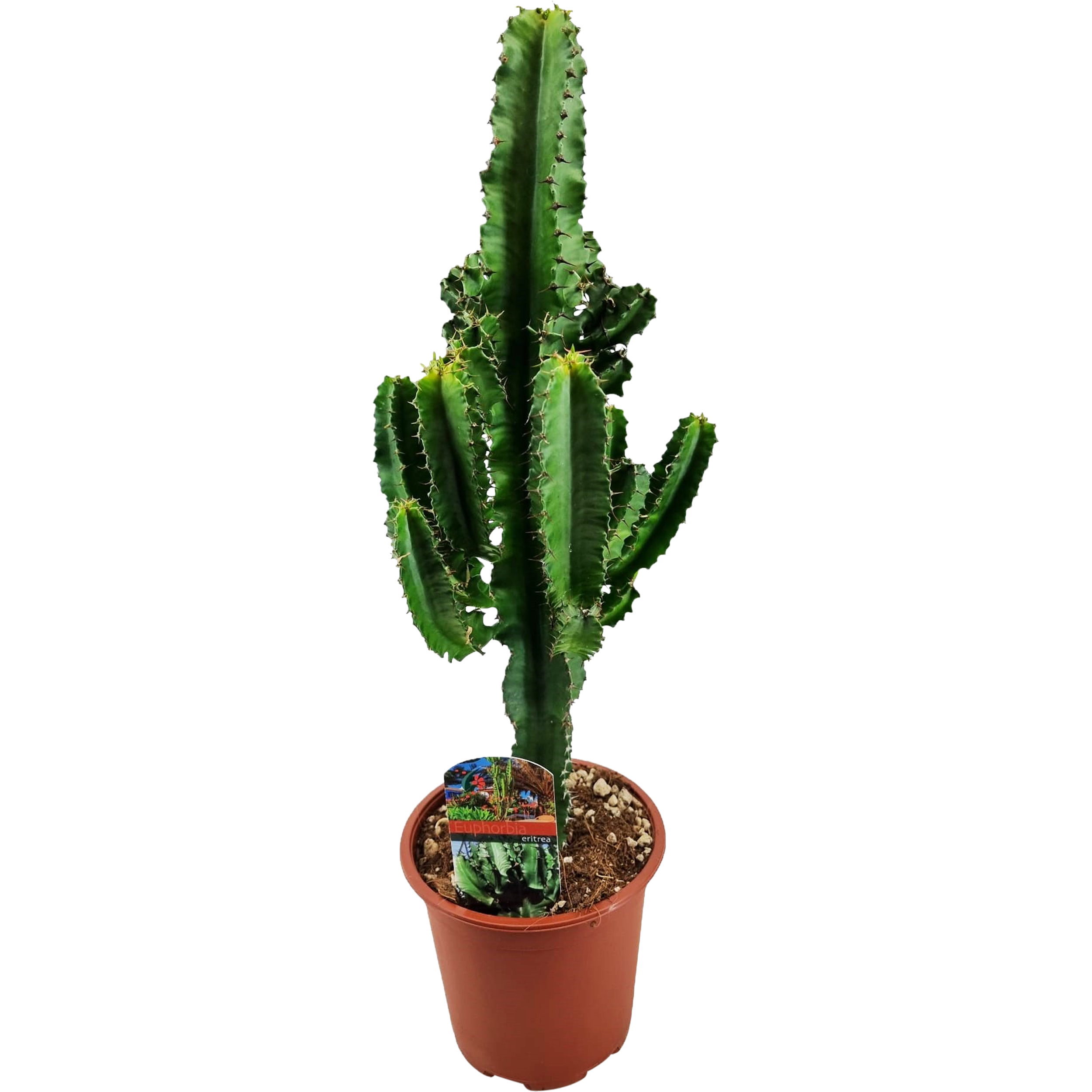 Wilczomlecz eritrejski Euphorbia eritrea 50-60 cm