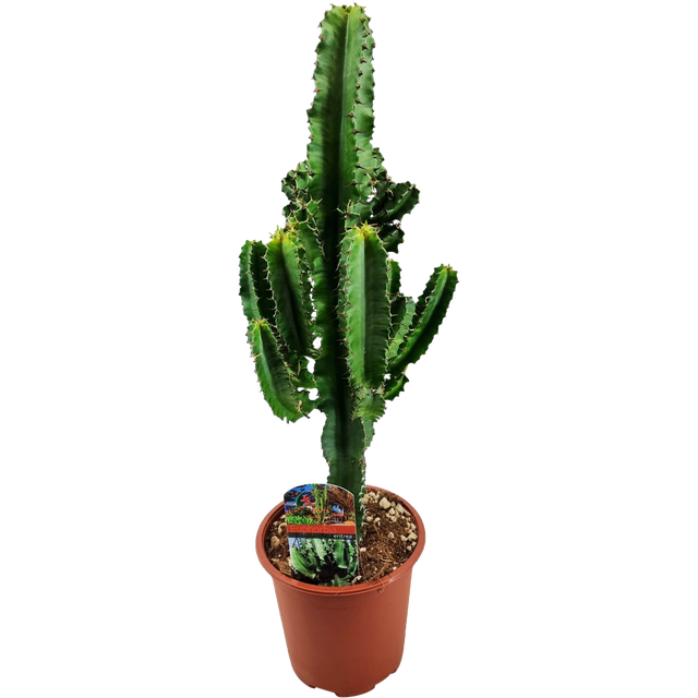 Wilczomlecz eritrejski Euphorbia eritrea 50-60 cm