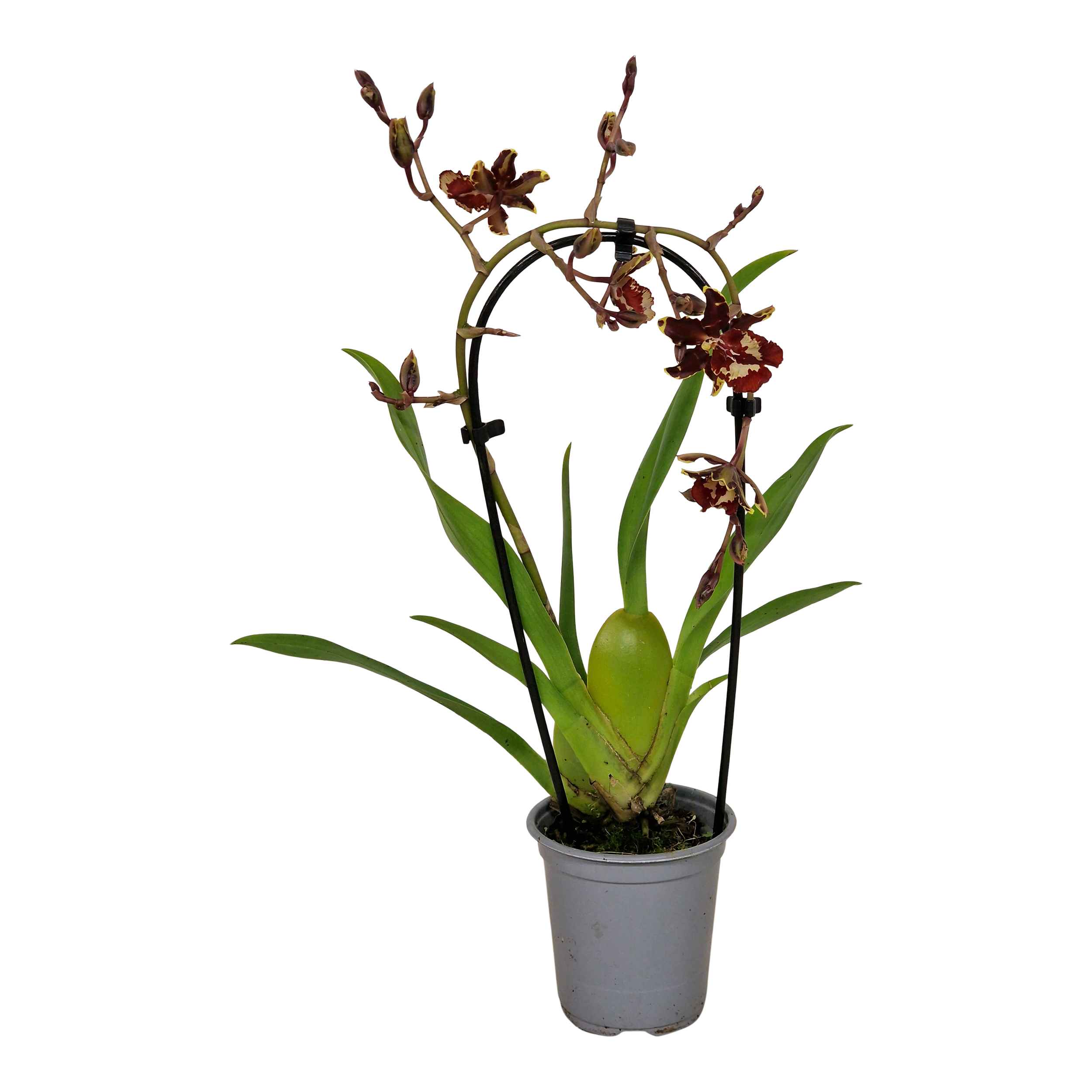 Storczyk Cambria Red Beauty mix 35 cm