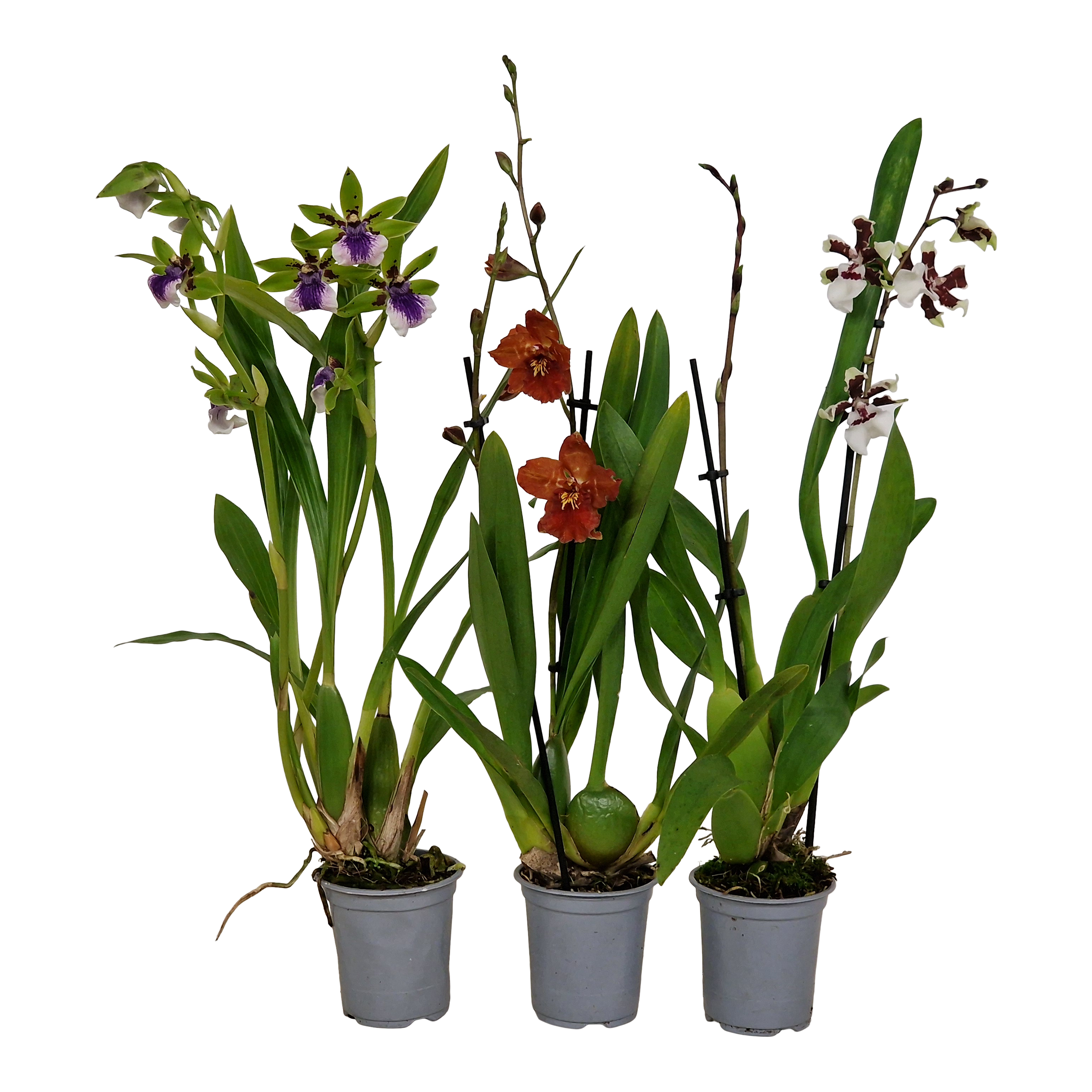 Orchidea mix 35 cm
