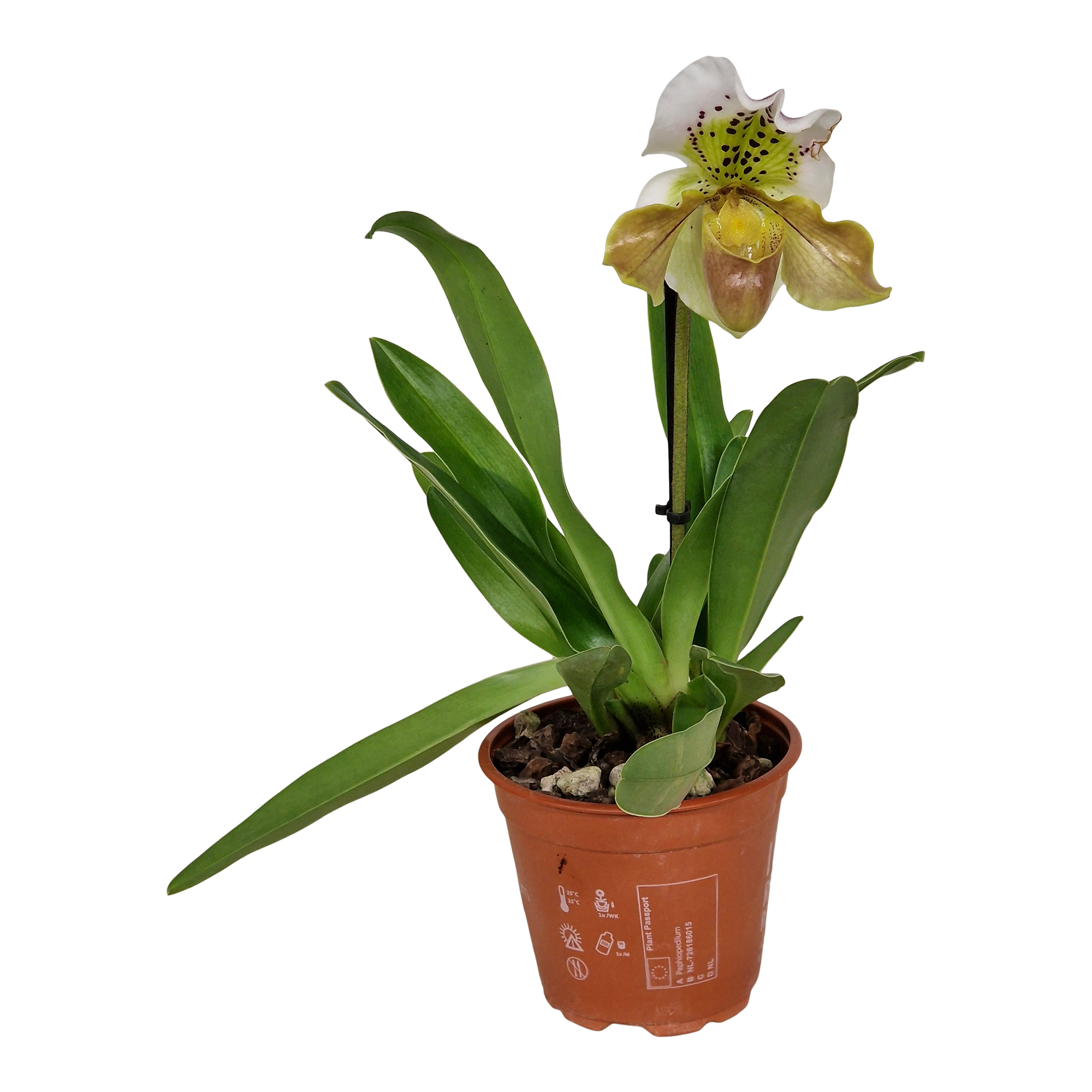 Storczyk Pafiopedilum Hybrid 30 cm
