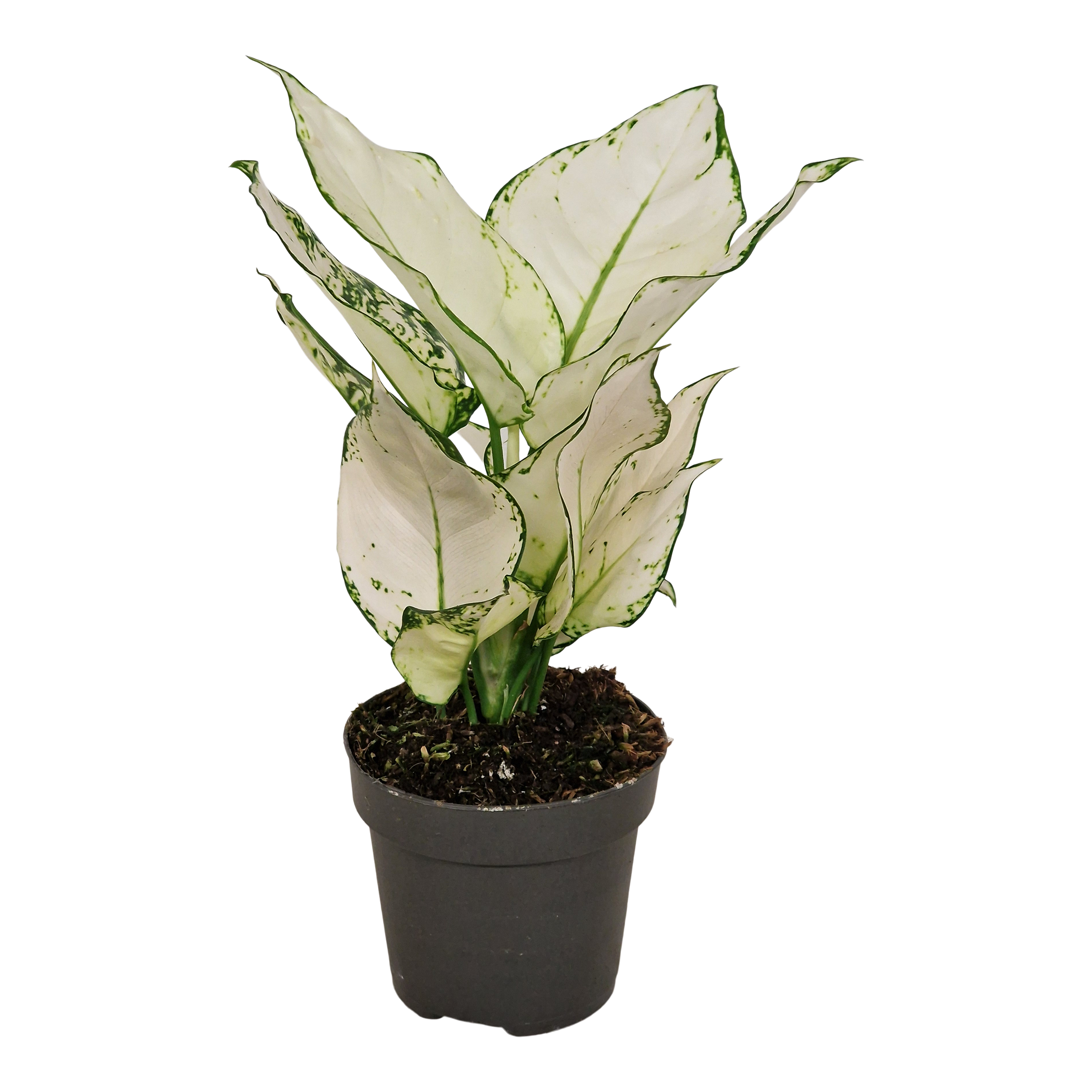 Aglonema White Joy 35 cm