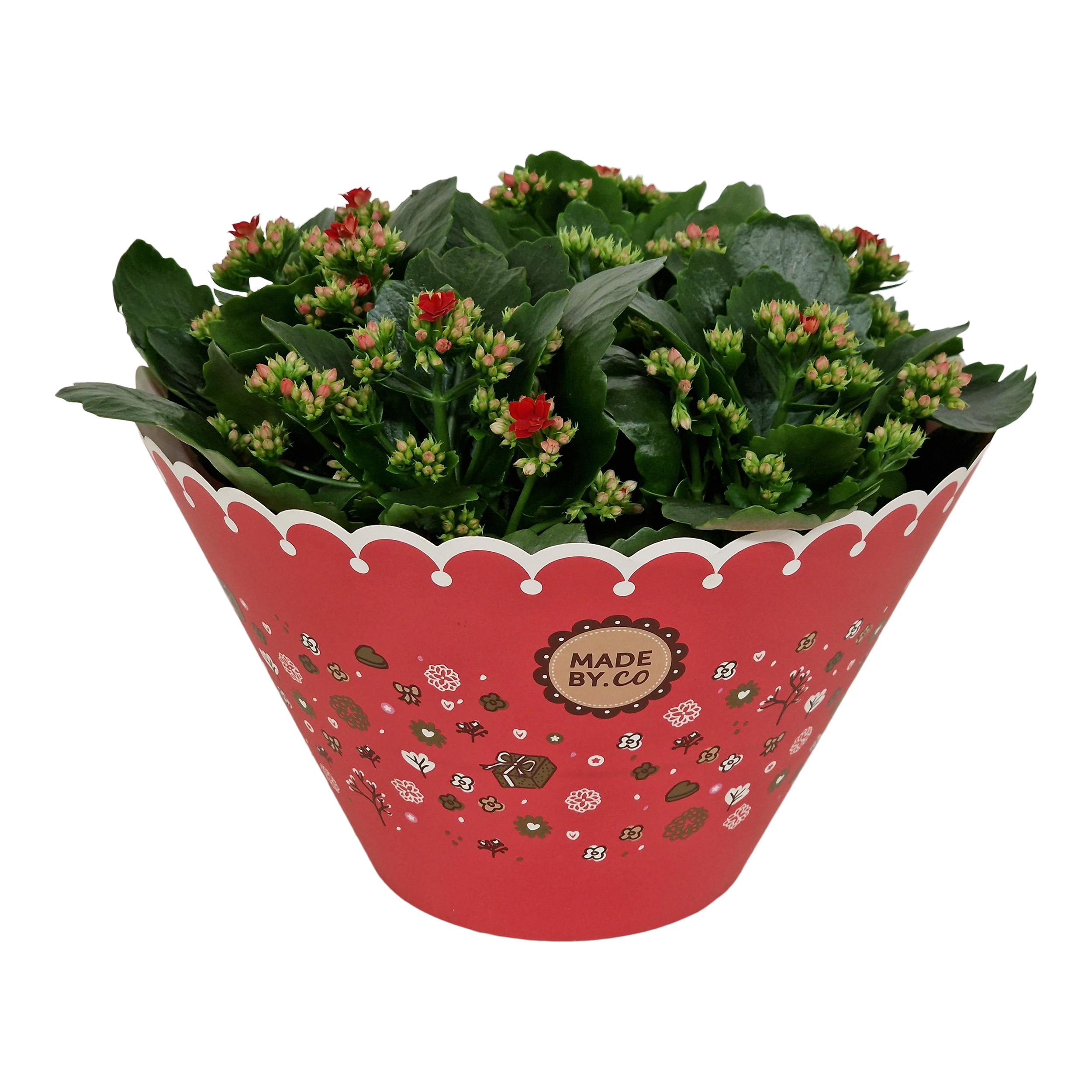 Kalanchoe Rosalina 27 cm