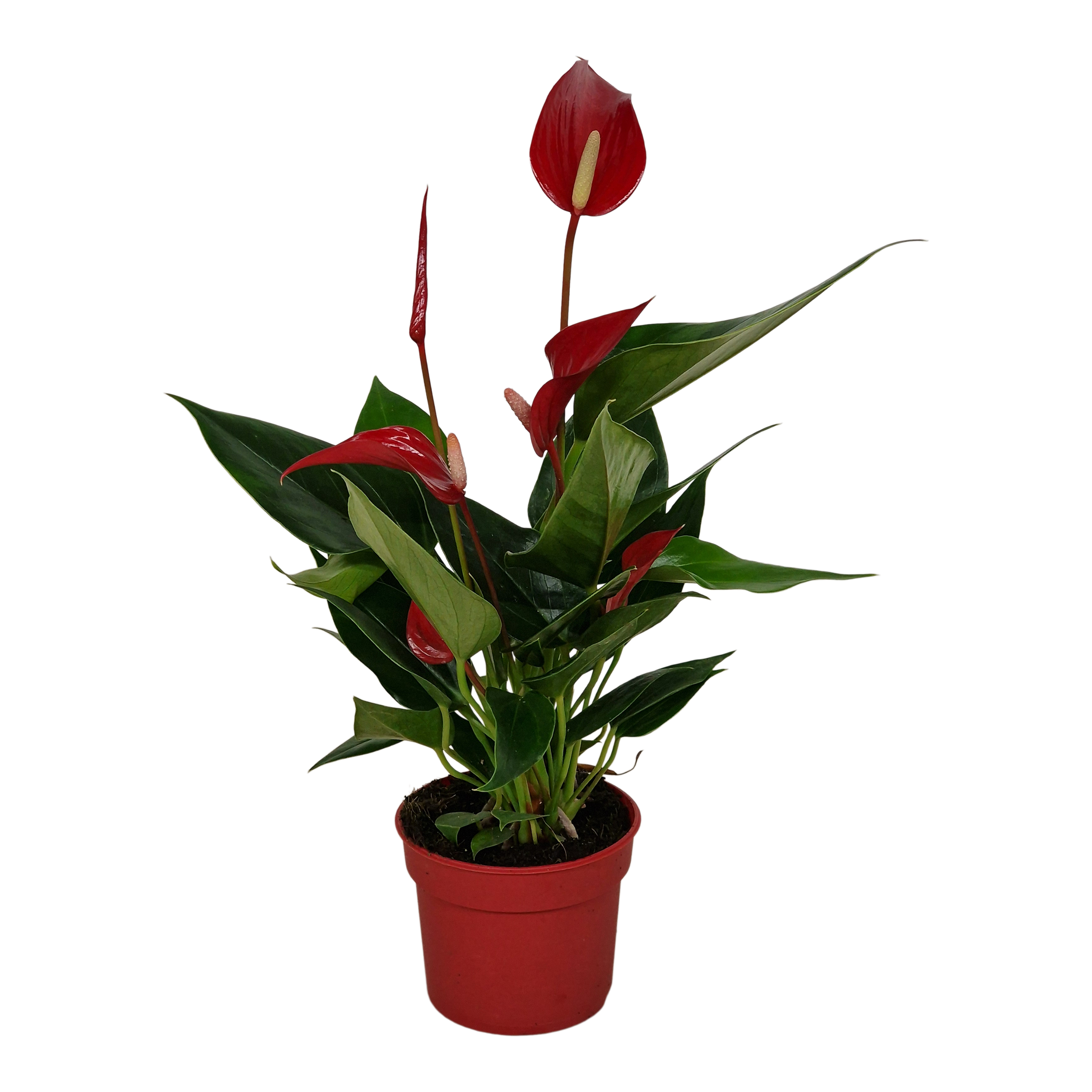 Anturium Banderola Roja 30 cm