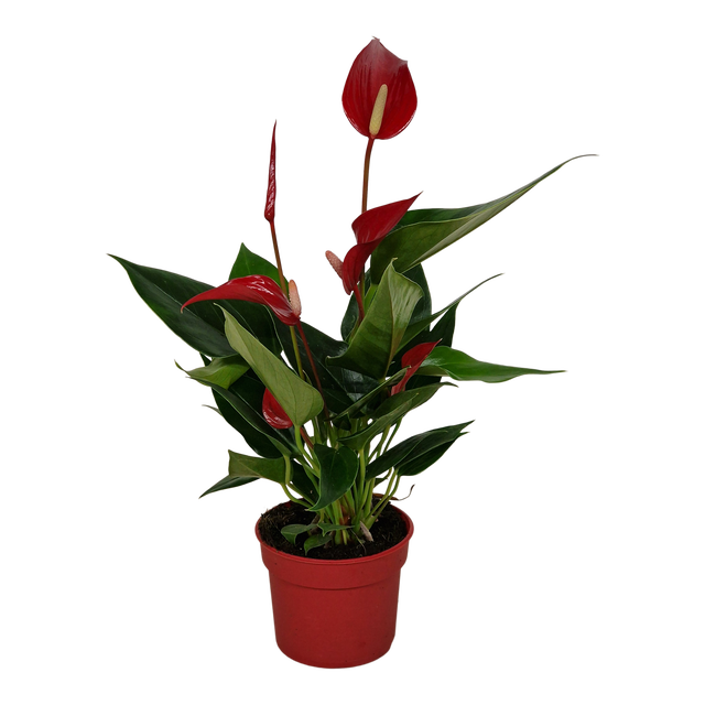 Anturium Banderola Roja 30 cm