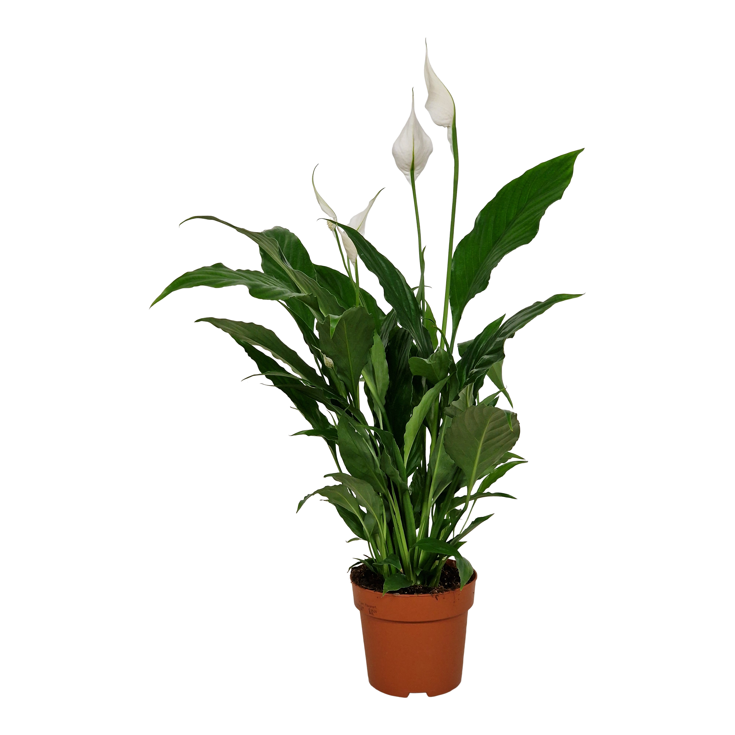 Skrzydłokwiat Chico 65 cm