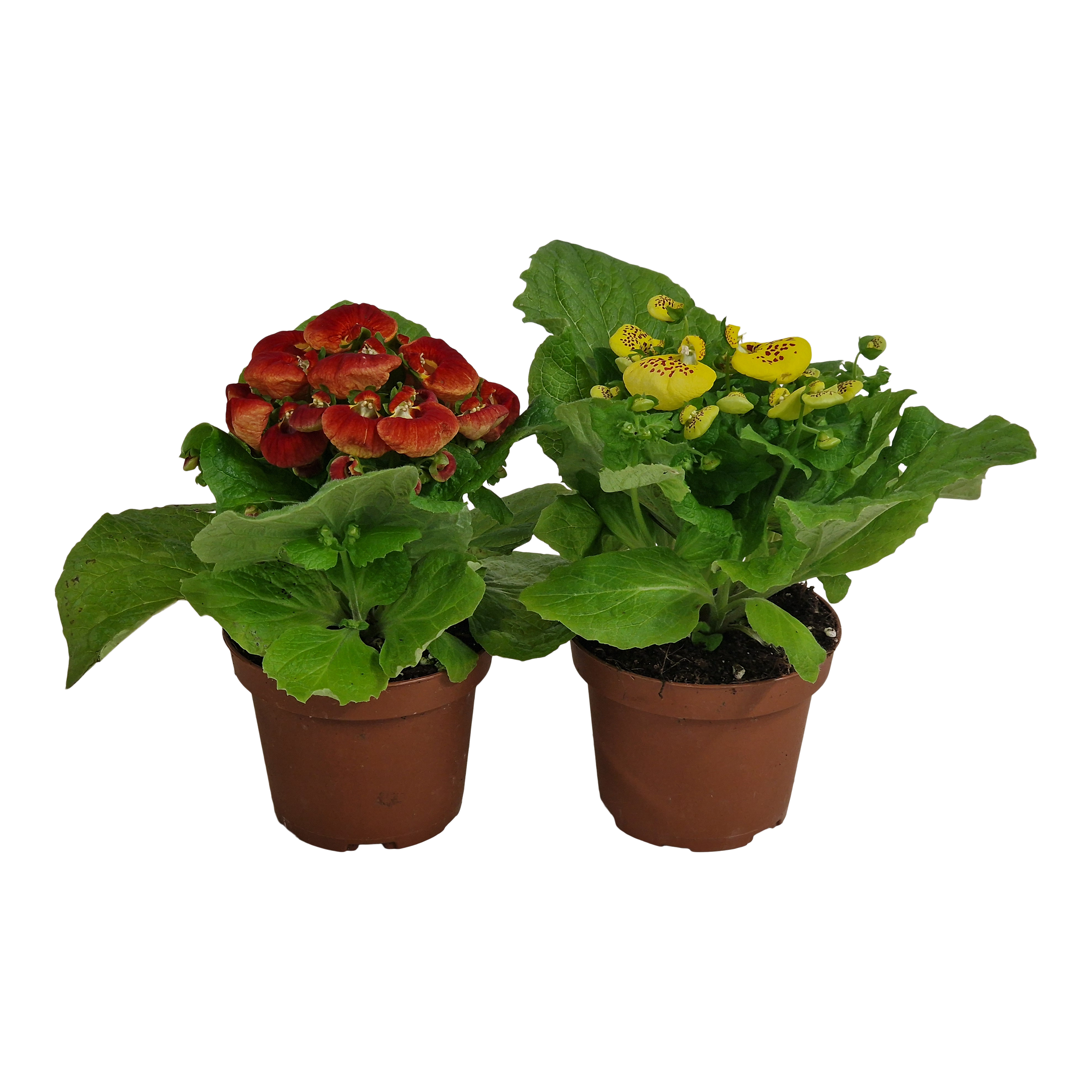 Pantofelnik mix 20 cm