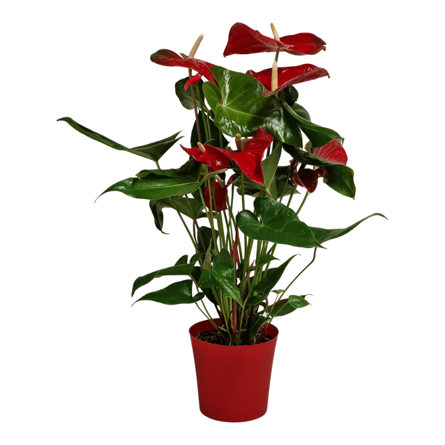 Anturium Nevada 70 cm