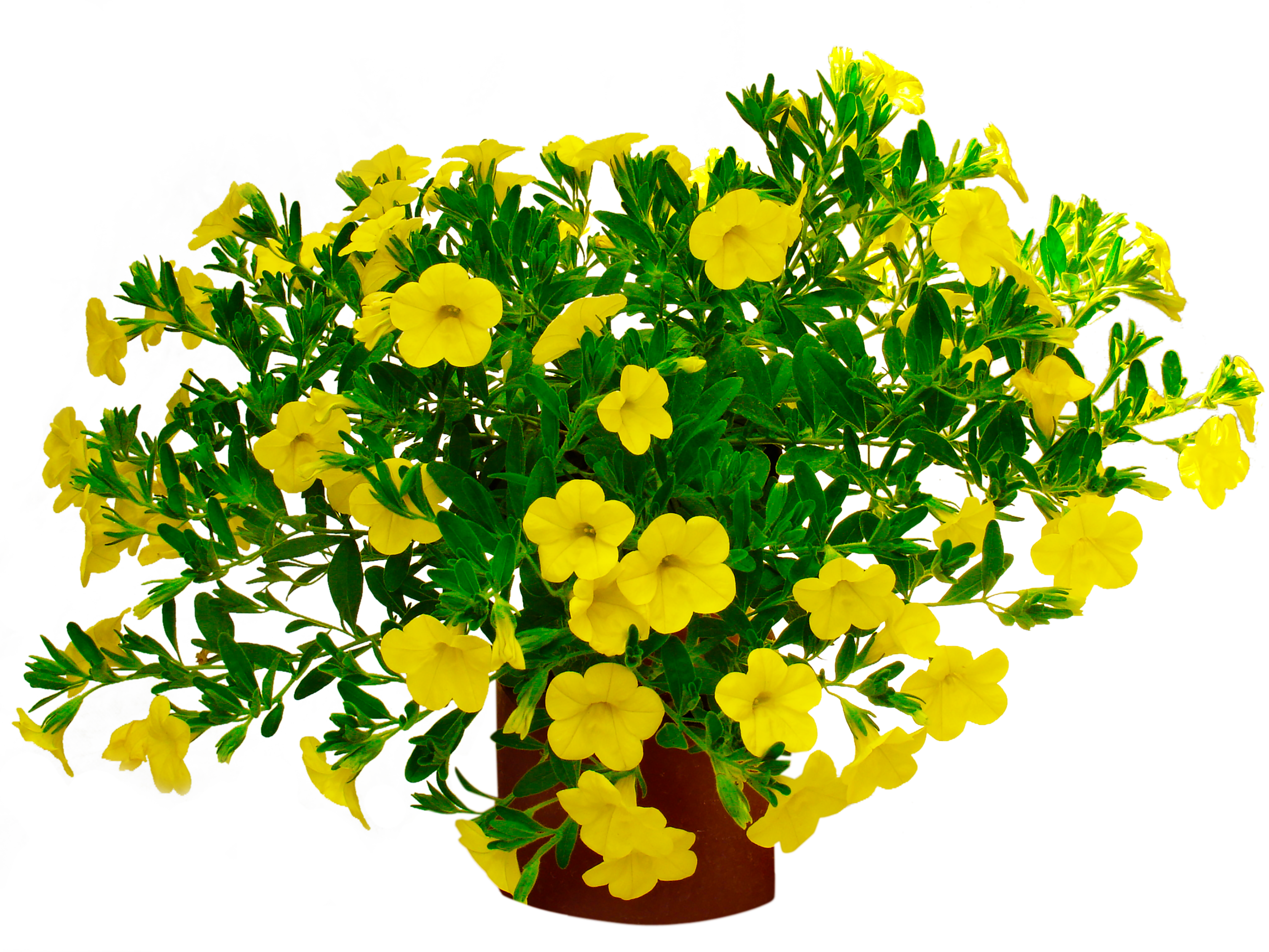 Calibrachoa Superbells mix 15 - 30 cm - 9