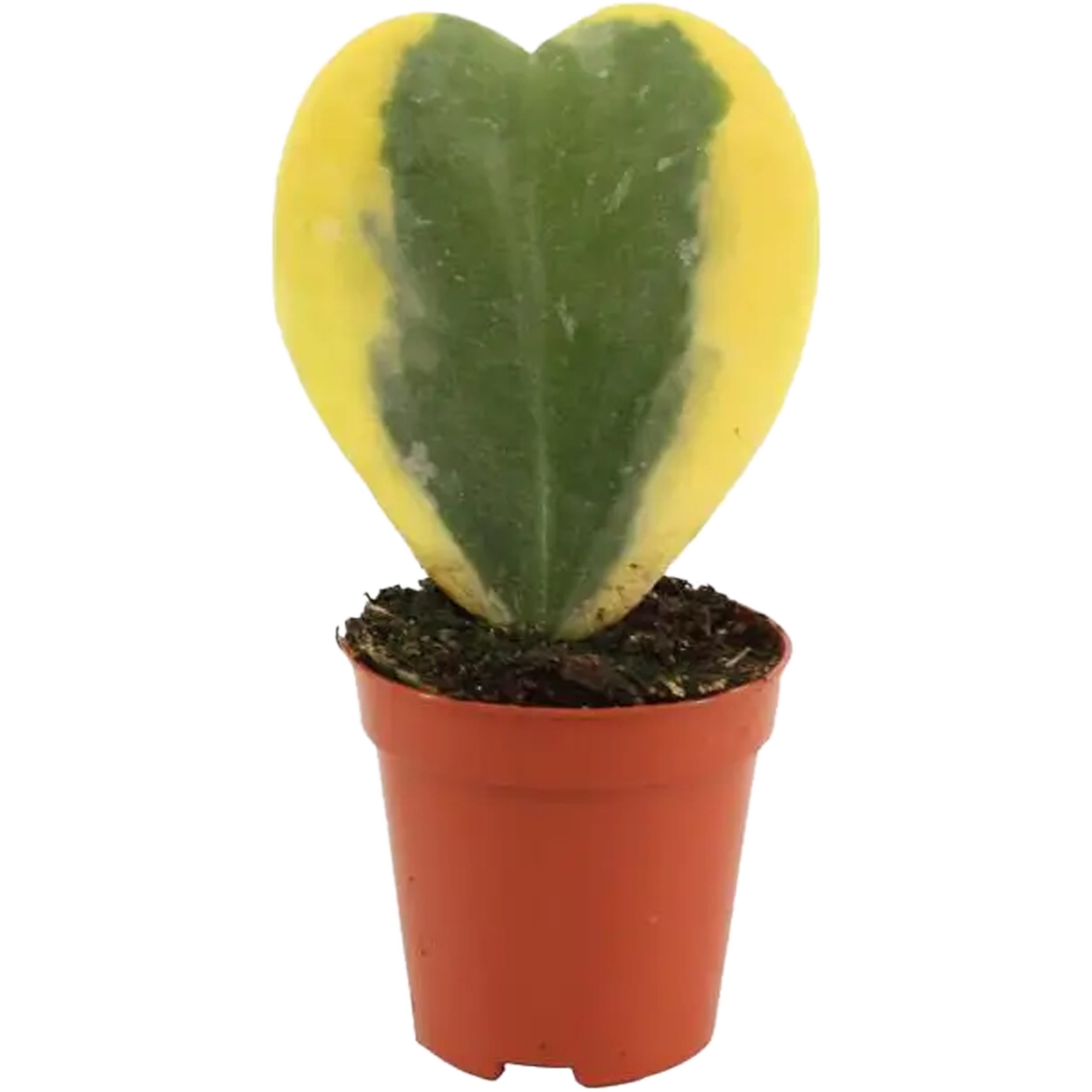 Hoja Kerrii Variegata 10-15 cm
