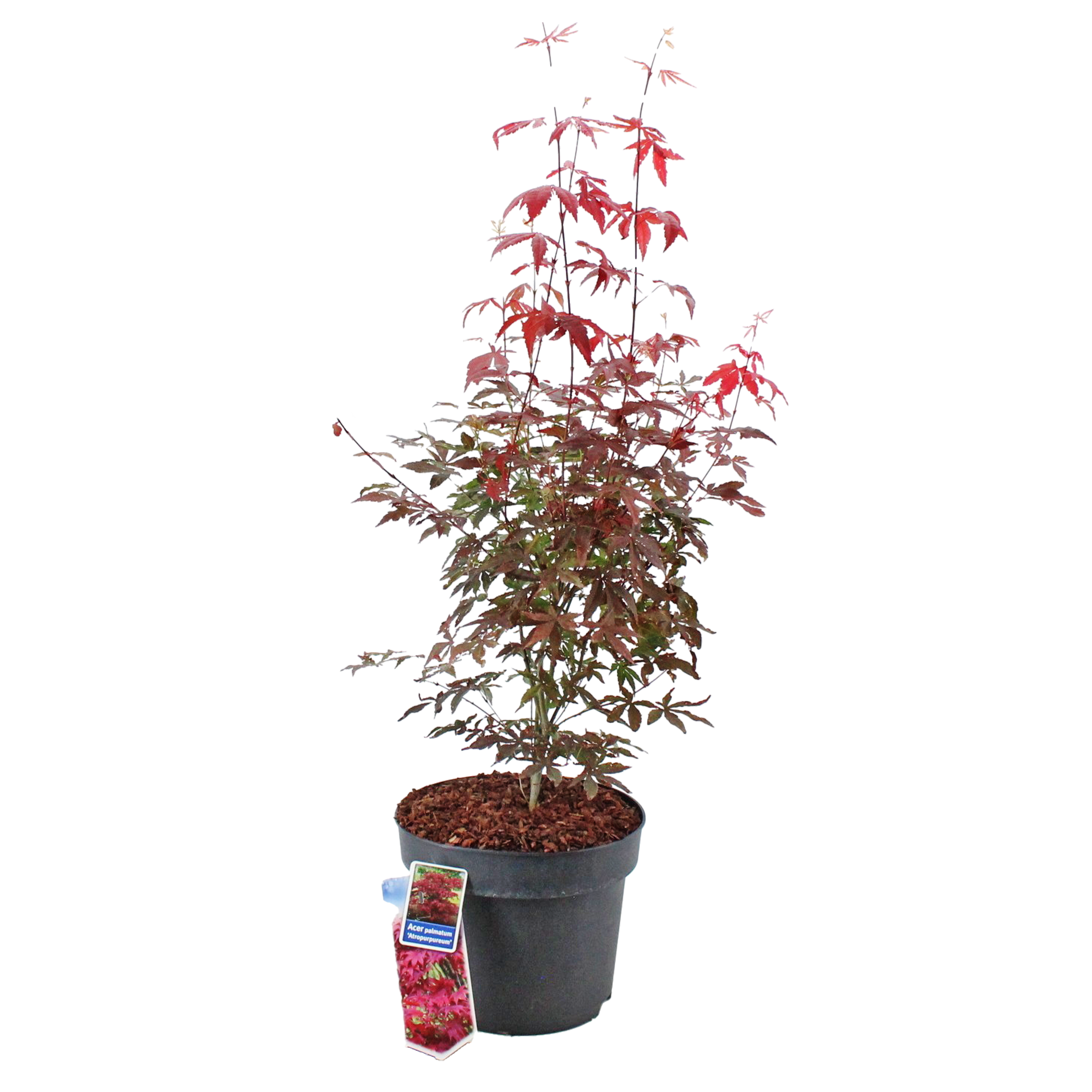 Klon Palmowy Atropurpureum 40 cm